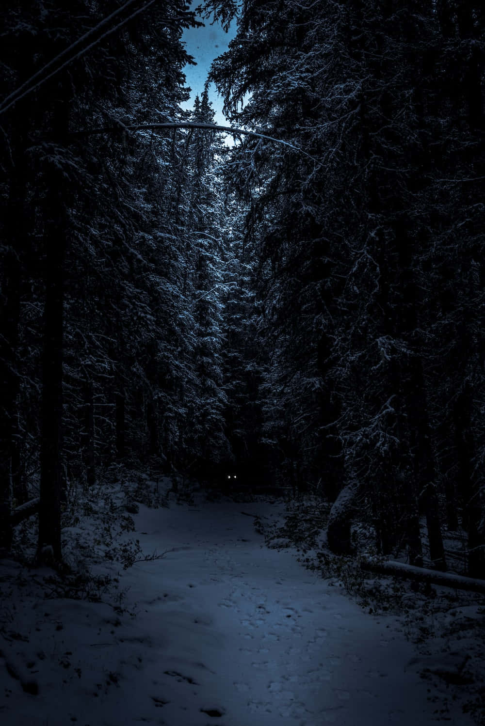 夜晚 桌布 壁紙 — 夜晚雪覆蓋的森林小徑，遠處有生物發光的眼睛，在黑暗的天空下。