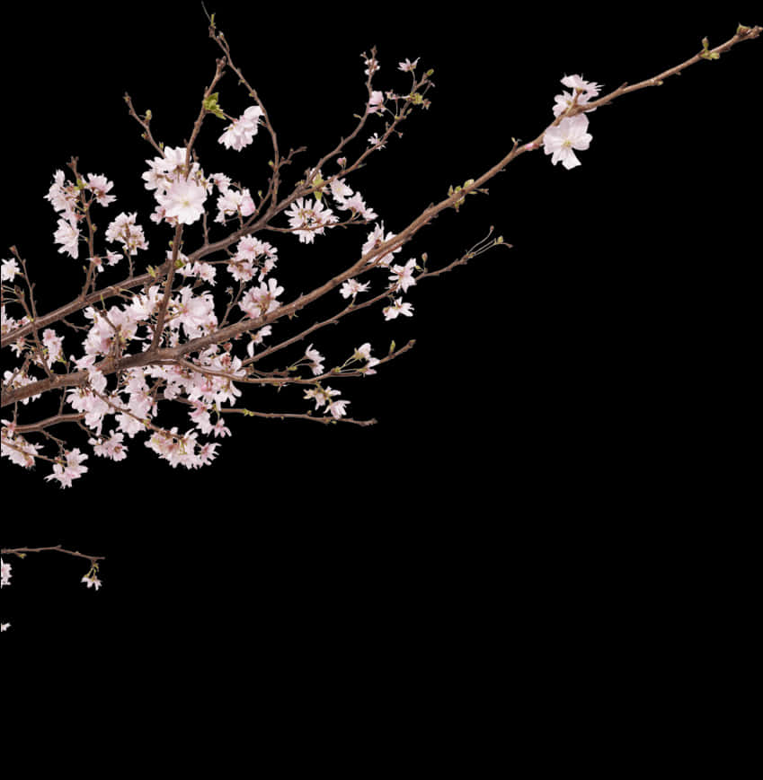 夜空下的櫻花枝