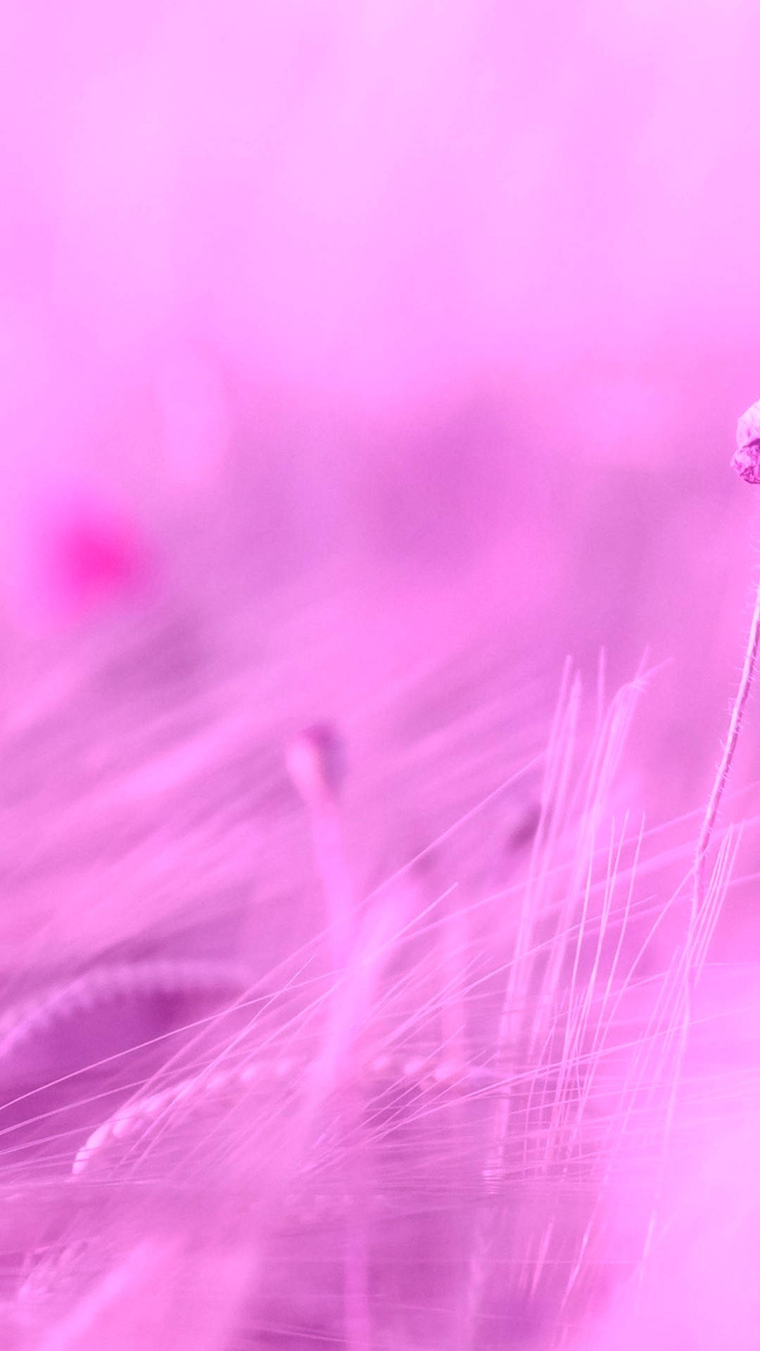 Purple Aesthetic iPhone 桌布 壁紙 — 夢幻粉紅抽象場地，帶有模糊的草地和柔和散景高光。