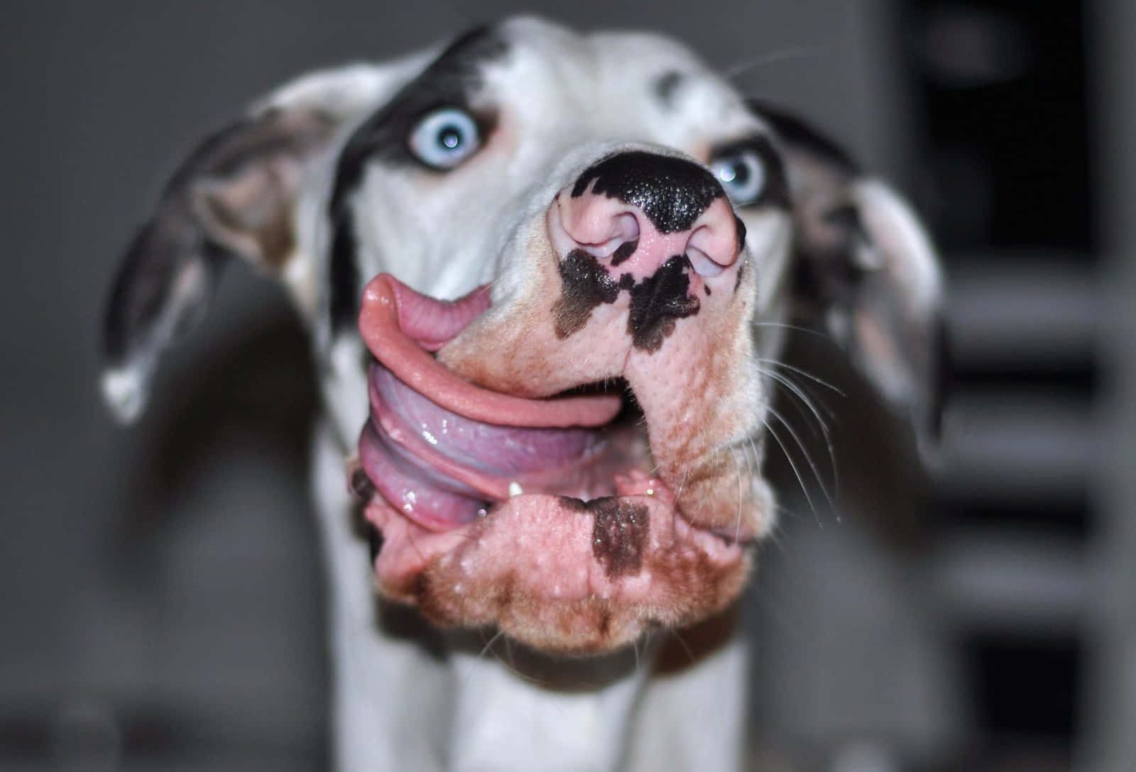 Silly Dog 桌布 壁紙 — 大丹犬的特寫，擁有引人注目的藍色眼睛和頑皮地伸出的粉紅色舌頭。