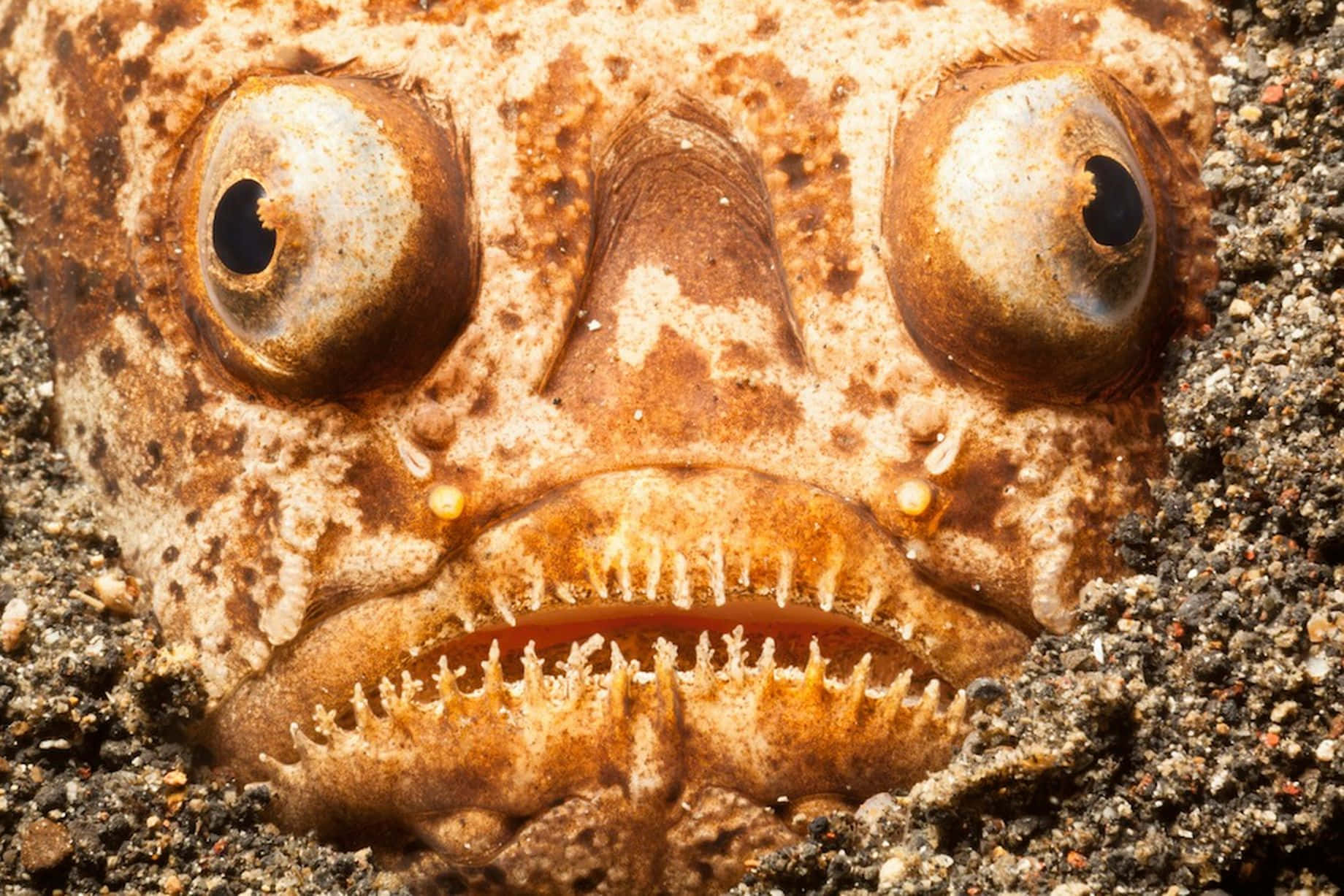 大嘴魚在沙中 壁紙