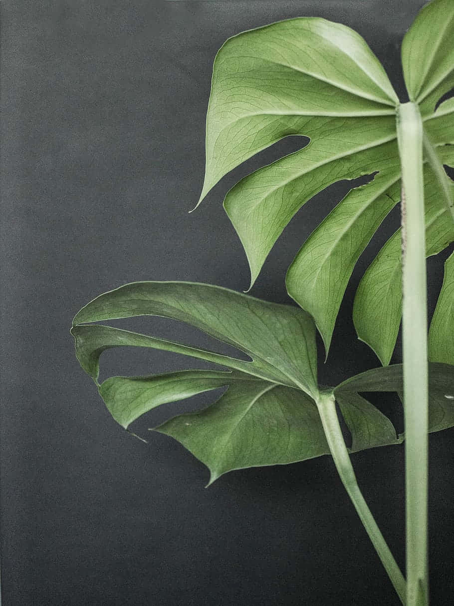 Aesthetic Leaf 桌布 壁紙 — 大型充滿活力的綠色龜背竹葉，帶有自然裂縫和葉脈，在深炭灰色背景上脫穎而出。