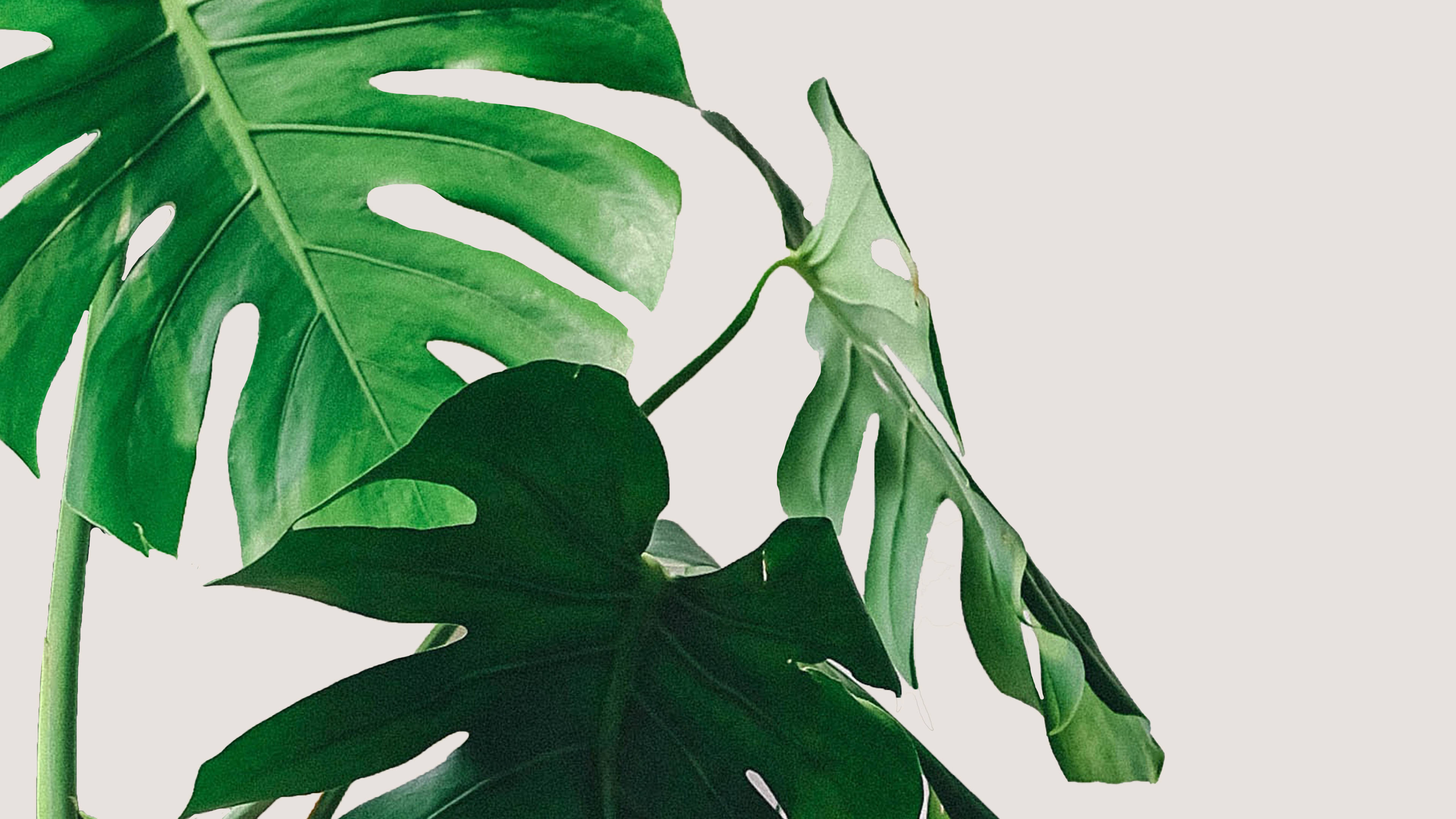 龜背芋 桌布 壁紙 — 大型充滿活力的綠色龜背竹葉，帶有天然孔洞和葉脈，襯以柔和的米白色背景。