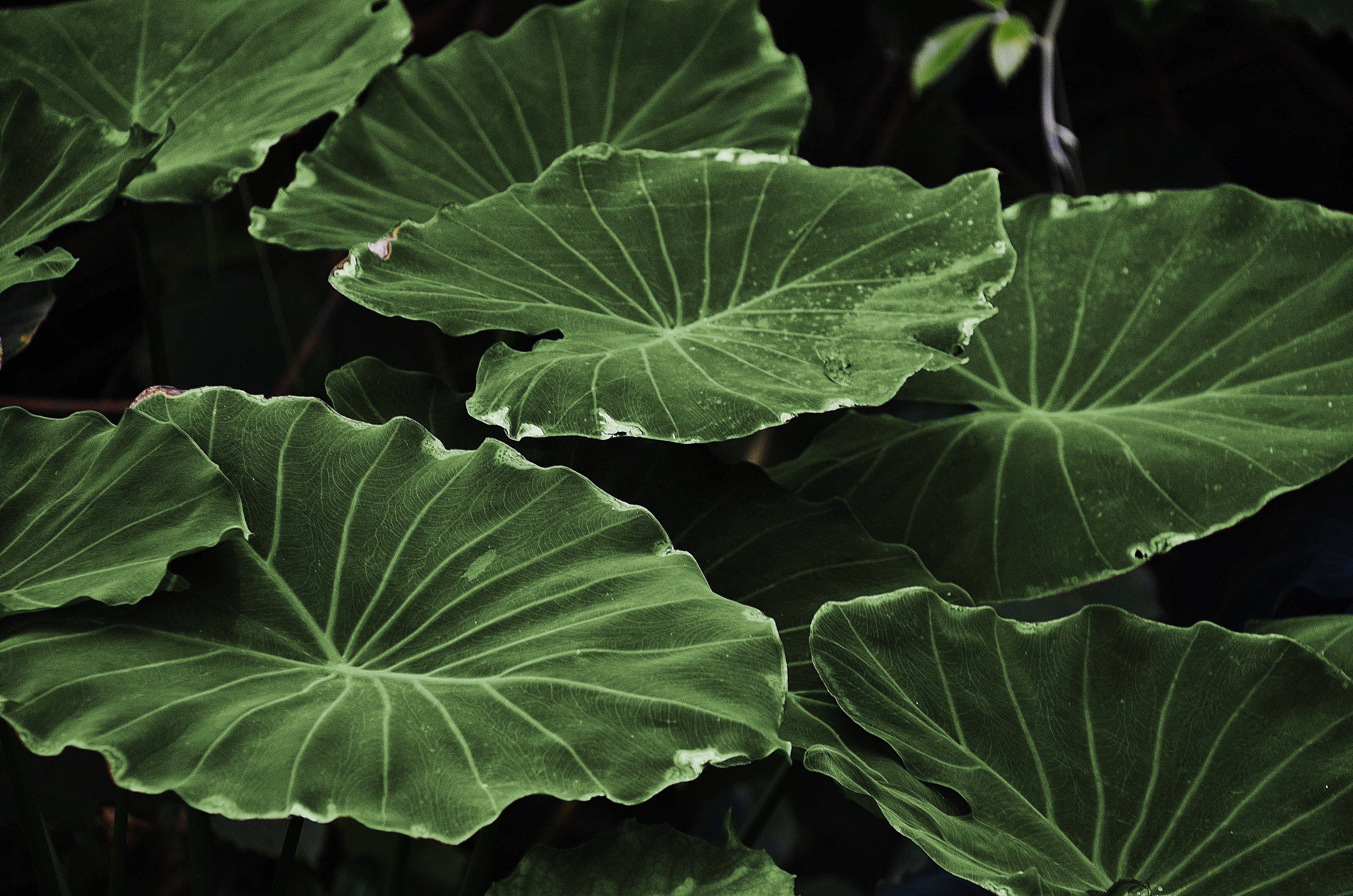 Plant Aesthetic 桌布 壁紙 — 大型光滑的綠色芋頭葉，帶有突出的葉脈和水珠，在深色背景下閃耀。