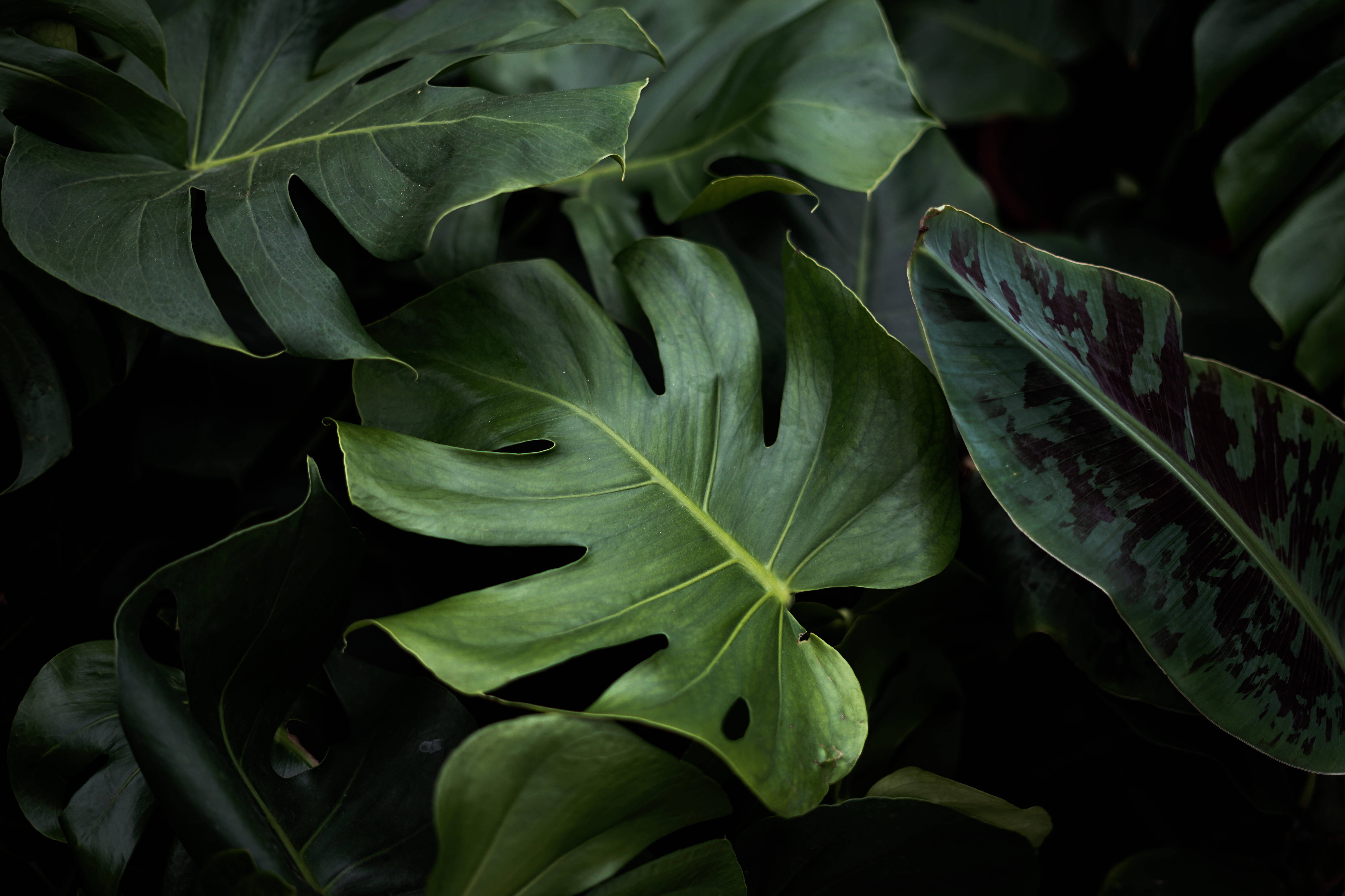 Plant Aesthetic 桌布 壁紙 — 大型光滑的龜背竹葉片，帶有深綠色調和戲劇性的陰影，營造出茂密的熱帶叢林氛圍。