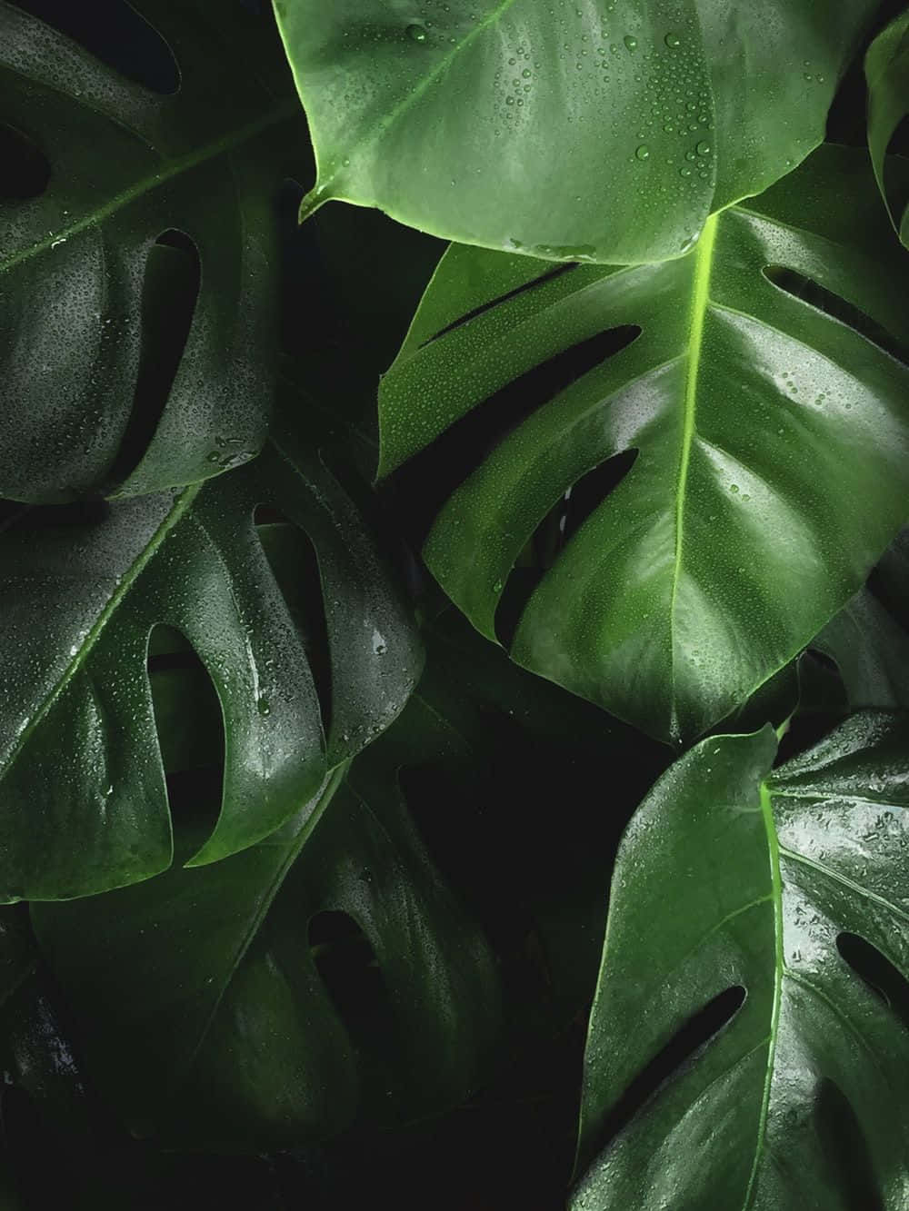 Plant Aesthetic 桌布 壁紙 — 大型光滑龜背竹葉帶有水珠，在深暗綠色調中閃爍。