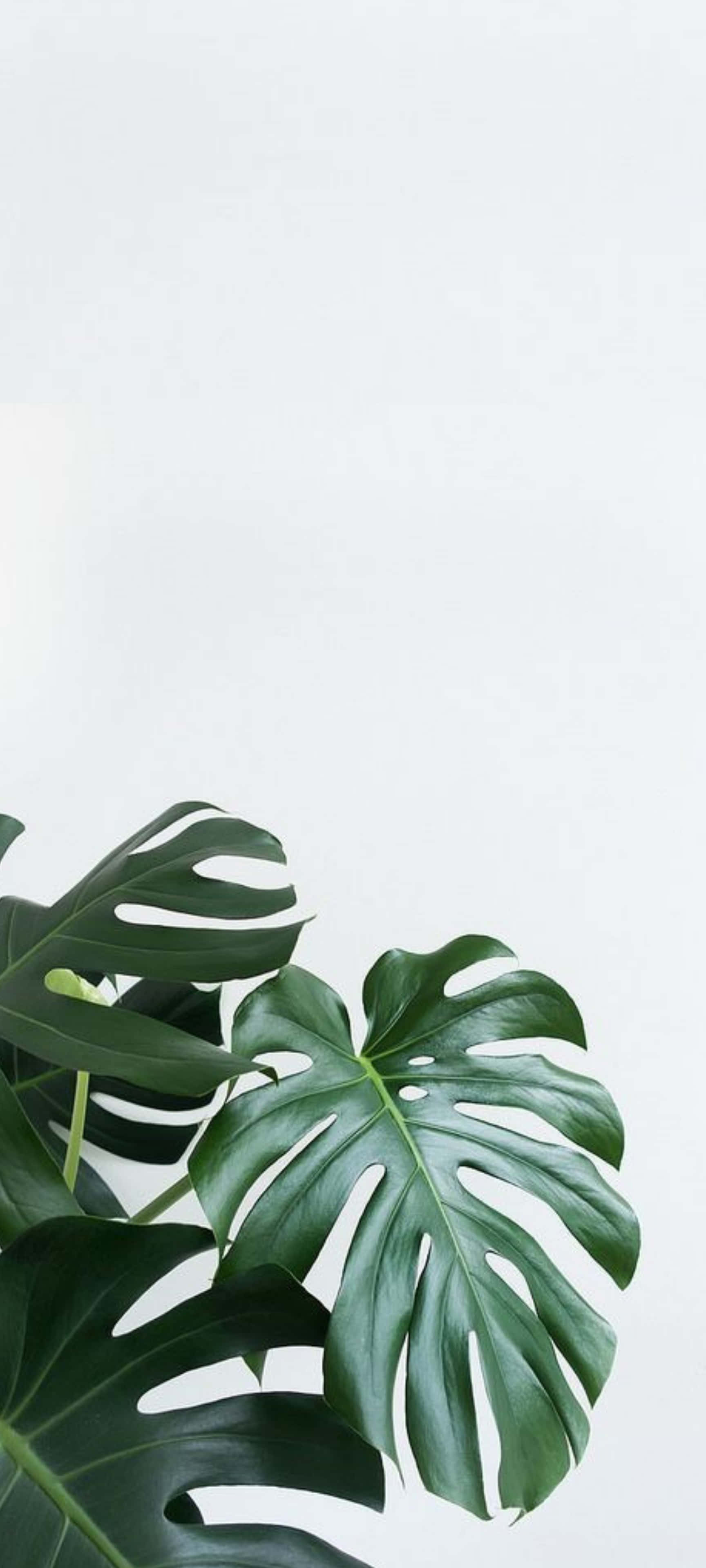 Monstera Leaf 桌布 壁紙 — 大型光滑龜背竹葉片，帶有深綠色葉脈，倚靠在極簡白色背景上。