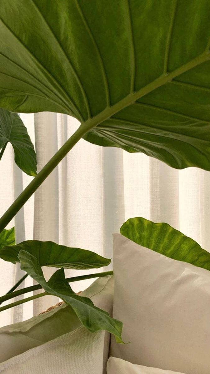 Plant Aesthetic 桌布 壁紙 — 大型光澤綠色熱帶葉片框出一個舒適的室內場景，配有柔軟的白色枕頭和薄紗窗簾。