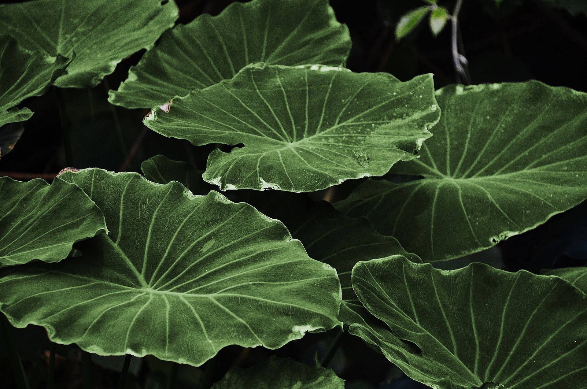 Plant Aesthetic 桌布 壁紙 — 大型光澤綠色芋葉，帶有突出的葉脈和水珠，在黑暗背景下發光。