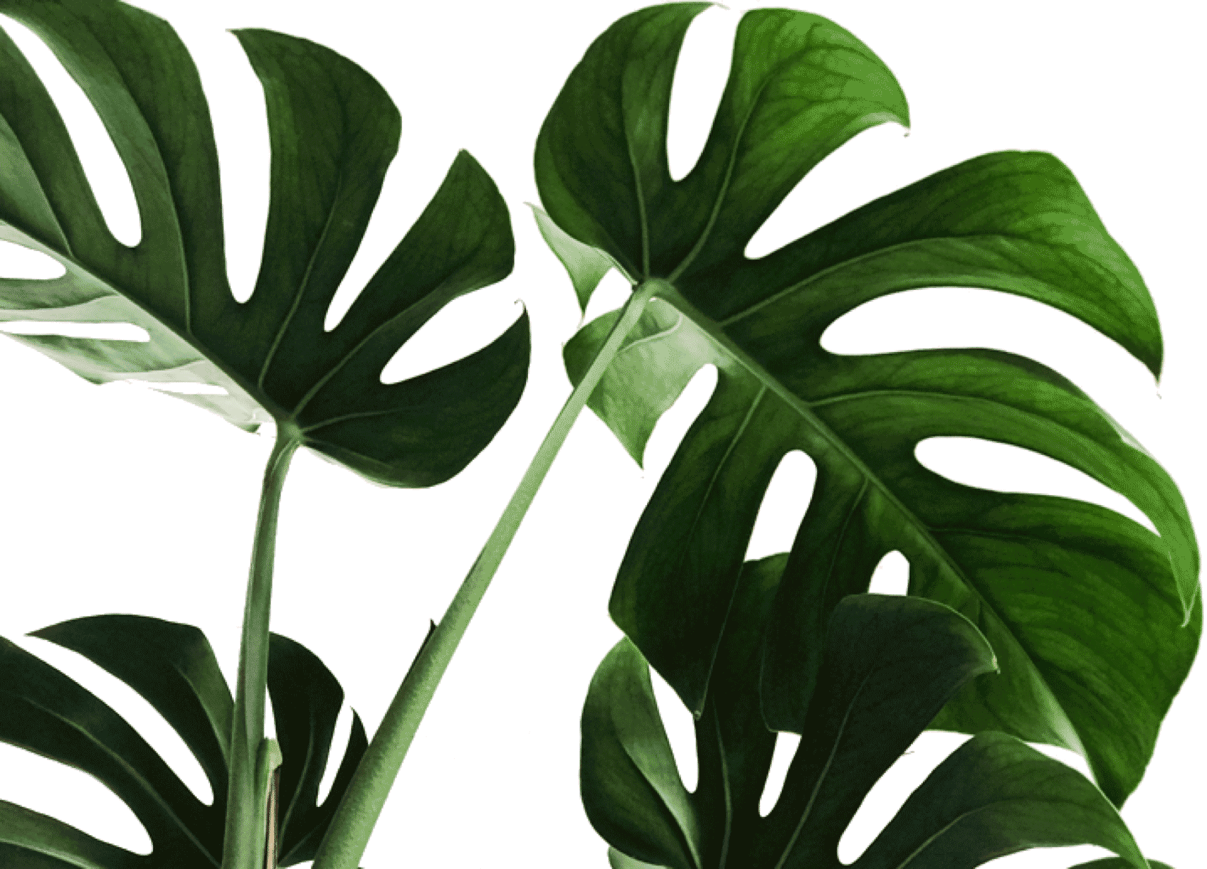 Leaves 桌布 壁紙 — 大型光澤龜背竹葉片，帶有深裂紋和葉脈，在純黑背景上發光。