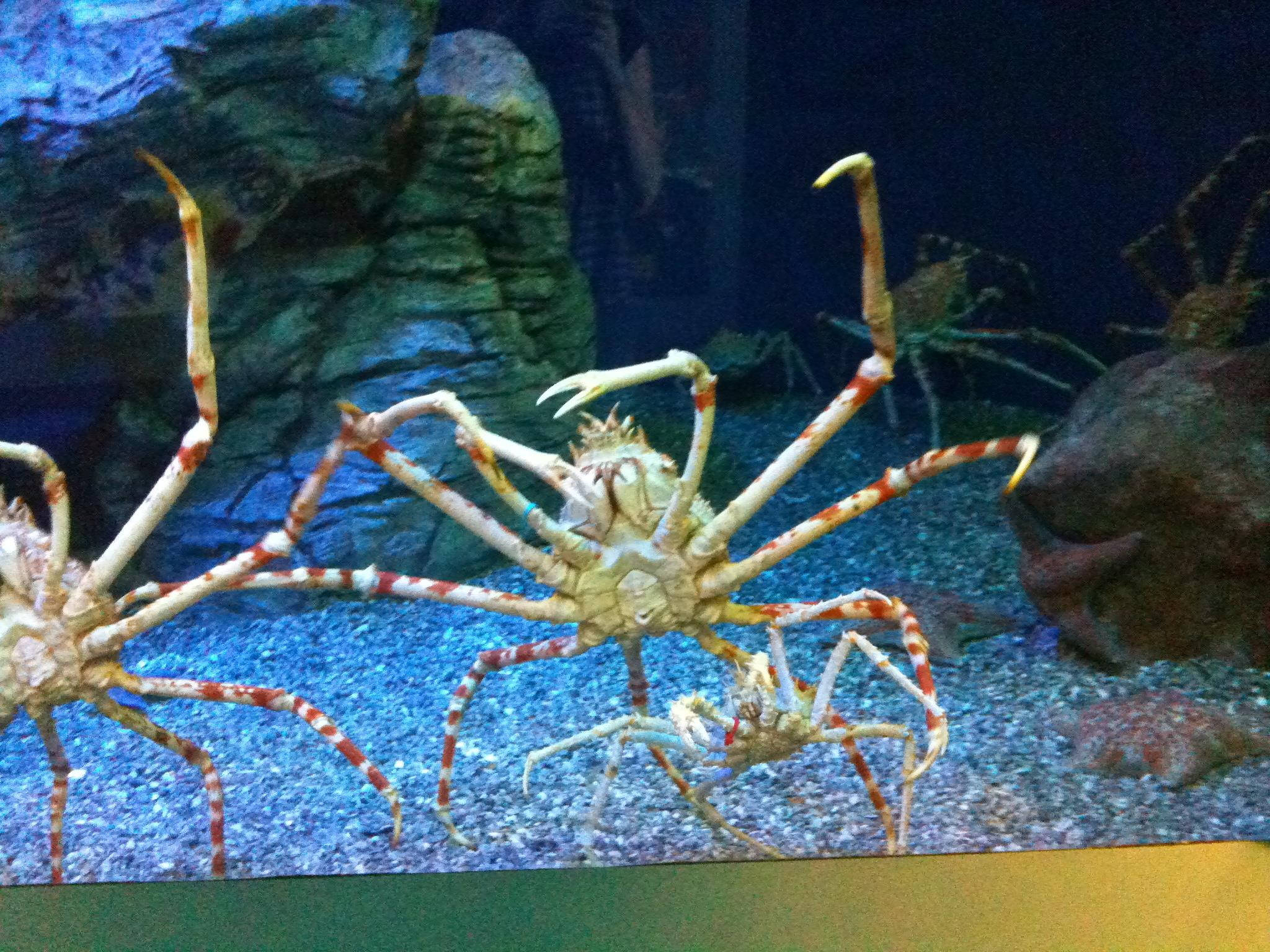 水 桌布 壁紙 — 大型帝王蟹帶著長條紋腿在昏暗的水族館中，在岩石構造附近的礫石海床上爬行。