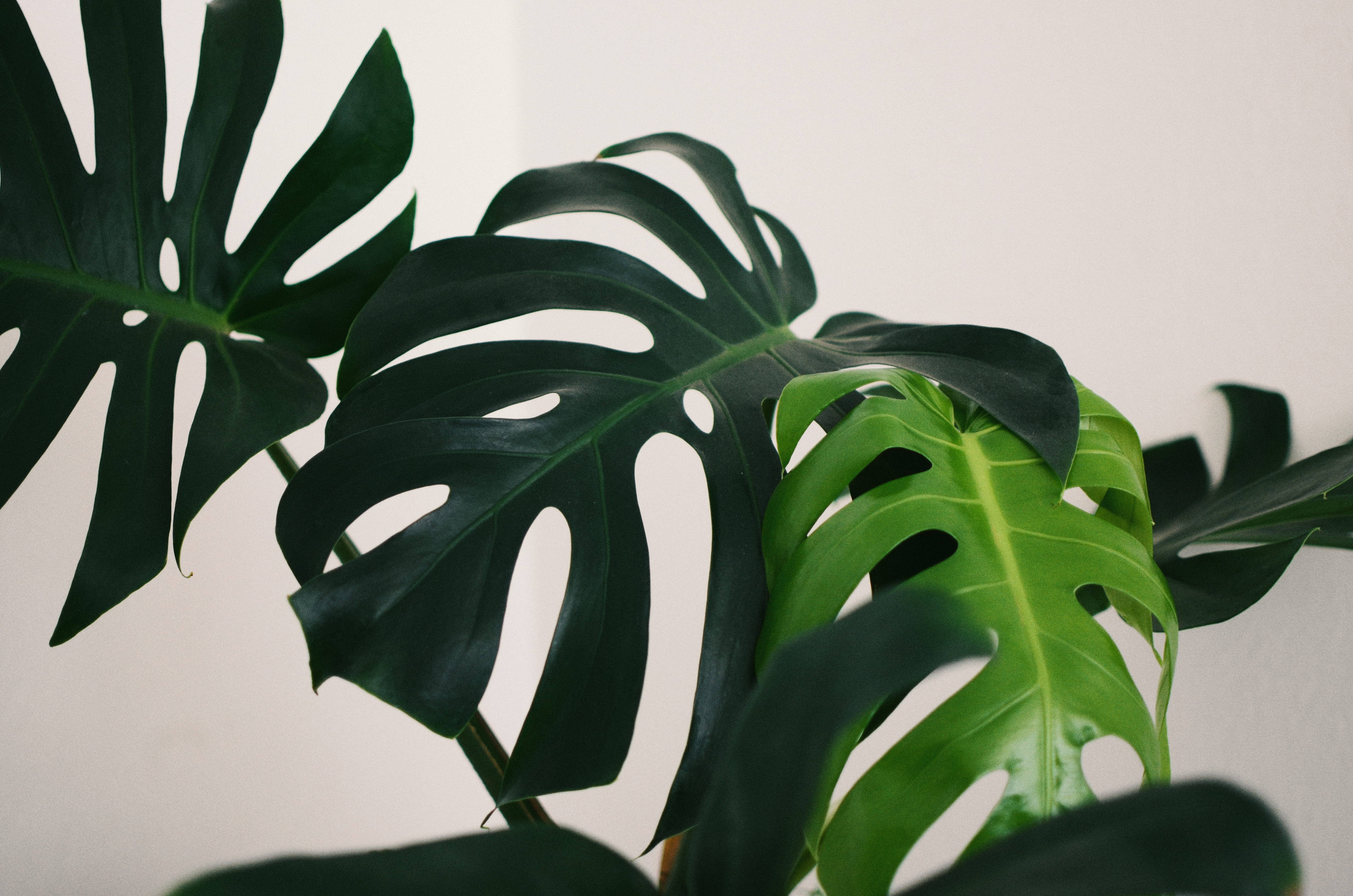 Plant Aesthetic 桌布 壁紙 — 大型有光澤的龜背竹葉片，帶有深裂縫和孔洞，在純米白色牆壁上投下柔和陰影。