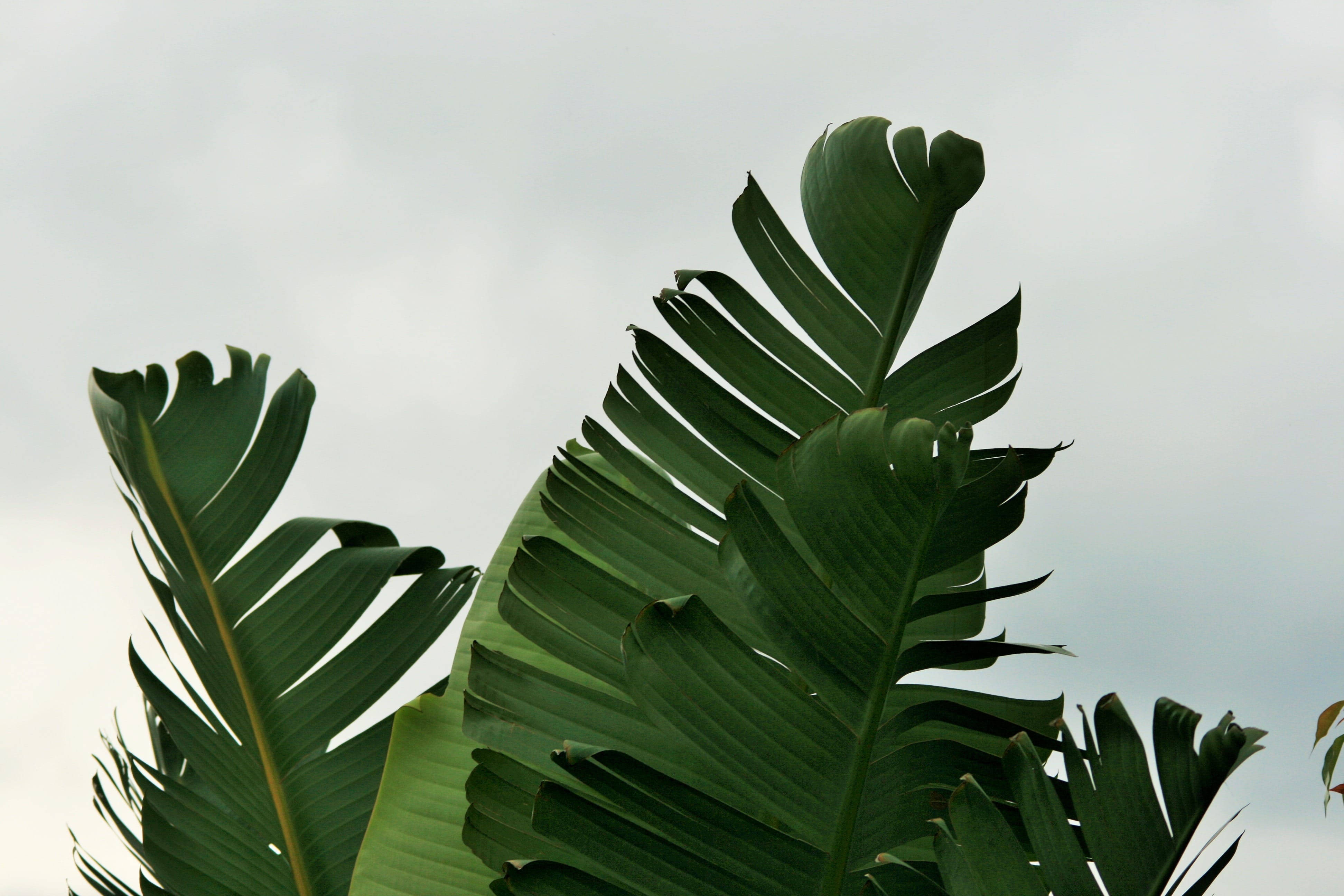 Plant Aesthetic 桌布 壁紙 — 大型熱帶香蕉葉，帶有深綠色葉脈，在柔和的多雲天空下升起。