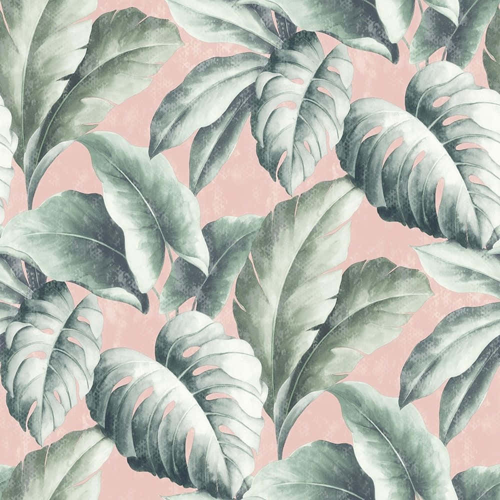 Aesthetic Leaf 桌布 壁紙 — 大型熱帶龜背竹和蔓綠絨葉片以柔和的綠色調浮現在柔軟的粉紅色紋理背景上。