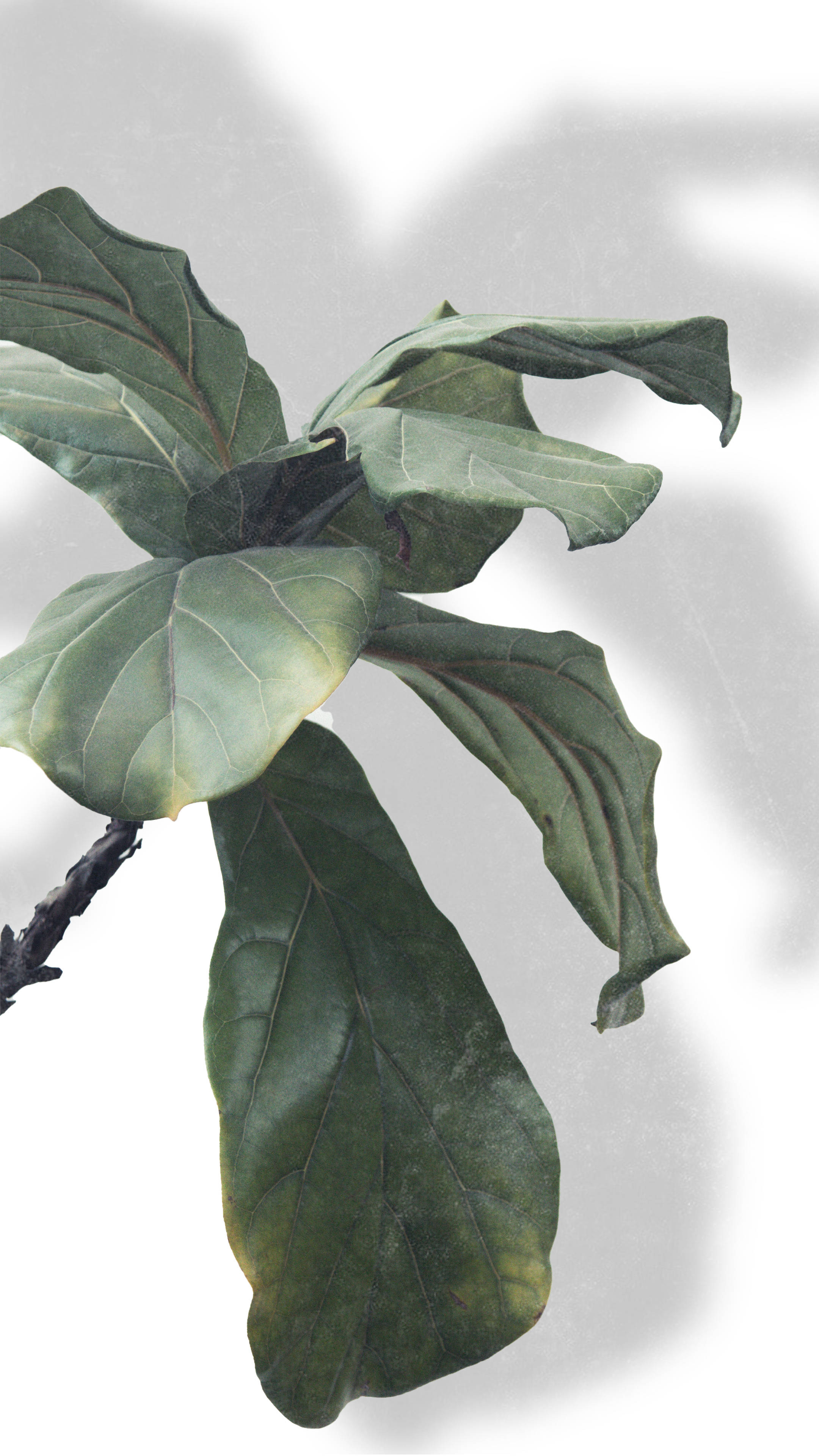 Plant Aesthetic 桌布 壁紙 — 大型琴葉榕植物，寬闊的綠葉在明亮的白色背景上投下柔和陰影。