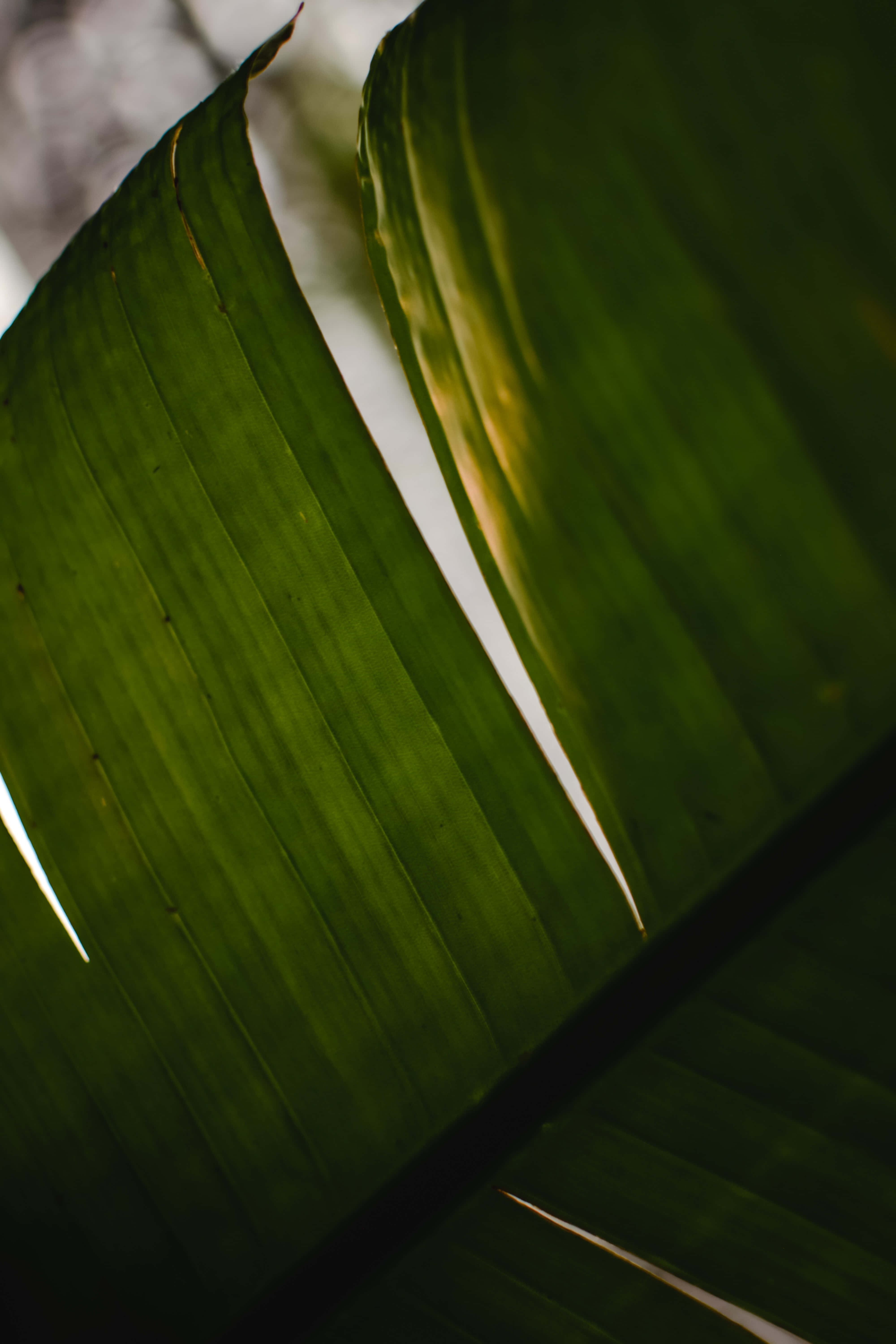 Banana Leaf 桌布 壁紙 — 大型綠色熱帶葉子的特寫，陽光穿透葉片，形成戲劇性的陰影和高光。