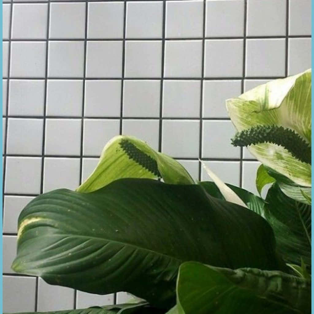 Plant 桌布 壁紙 — 大型綠色白斑和平百合葉片在柔和自然光線中框住瓷磚牆。