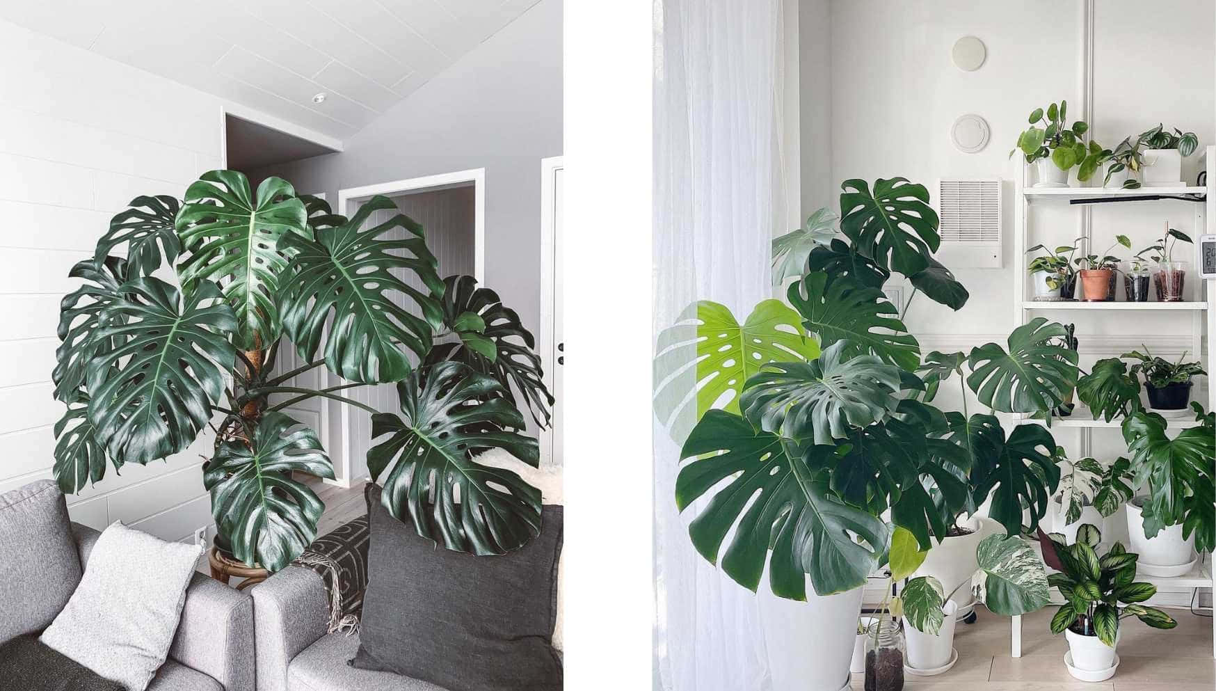 龜背芋 桌布 壁紙 — 大型龜背竹植物帶有光澤葉片，主導了明亮的現代客廳，配有白色牆壁和灰色家具。