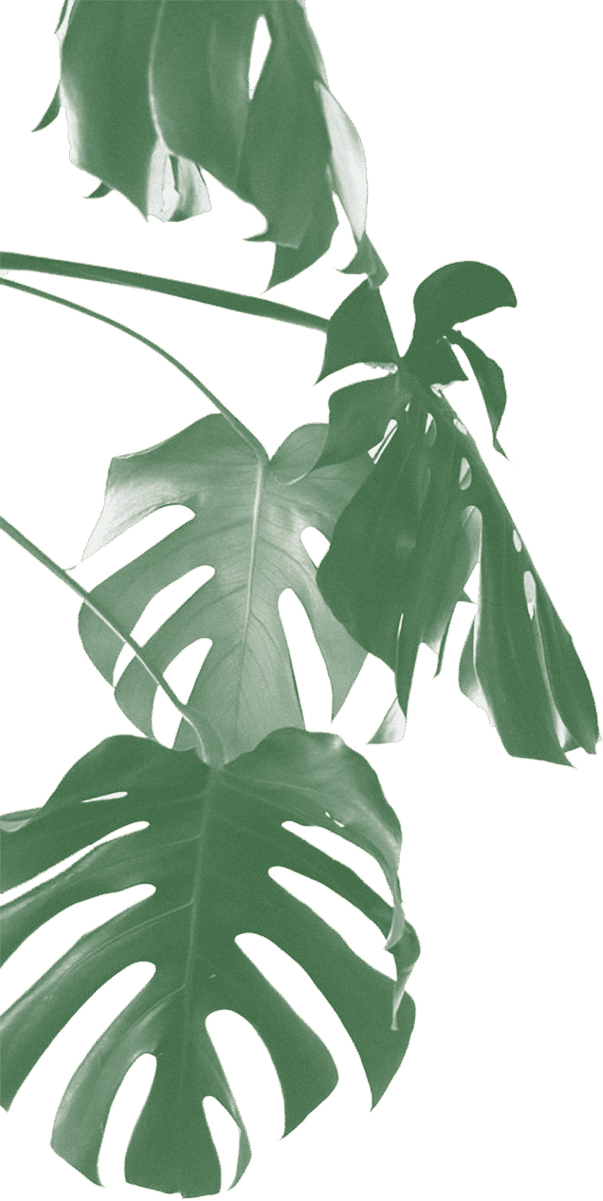 Monstera Plant 桌布 壁紙 — 大型龜背竹葉帶有天然孔洞，以對角線方式層疊在柔和的奶油色背景上。