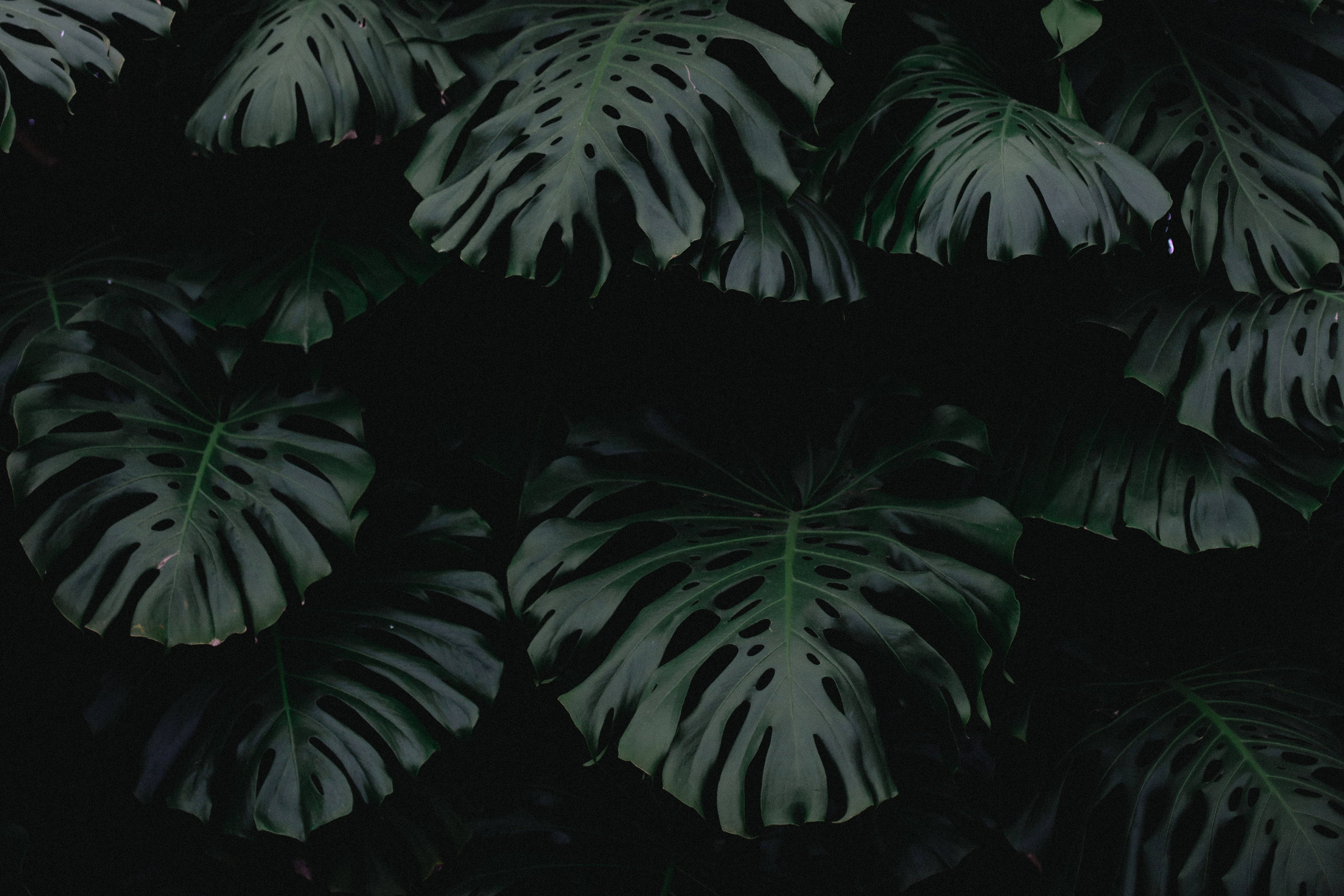 Plant Aesthetic 桌布 壁紙 — 大型龜背竹葉帶有天然孔洞，在深黑色背景上微微發光。