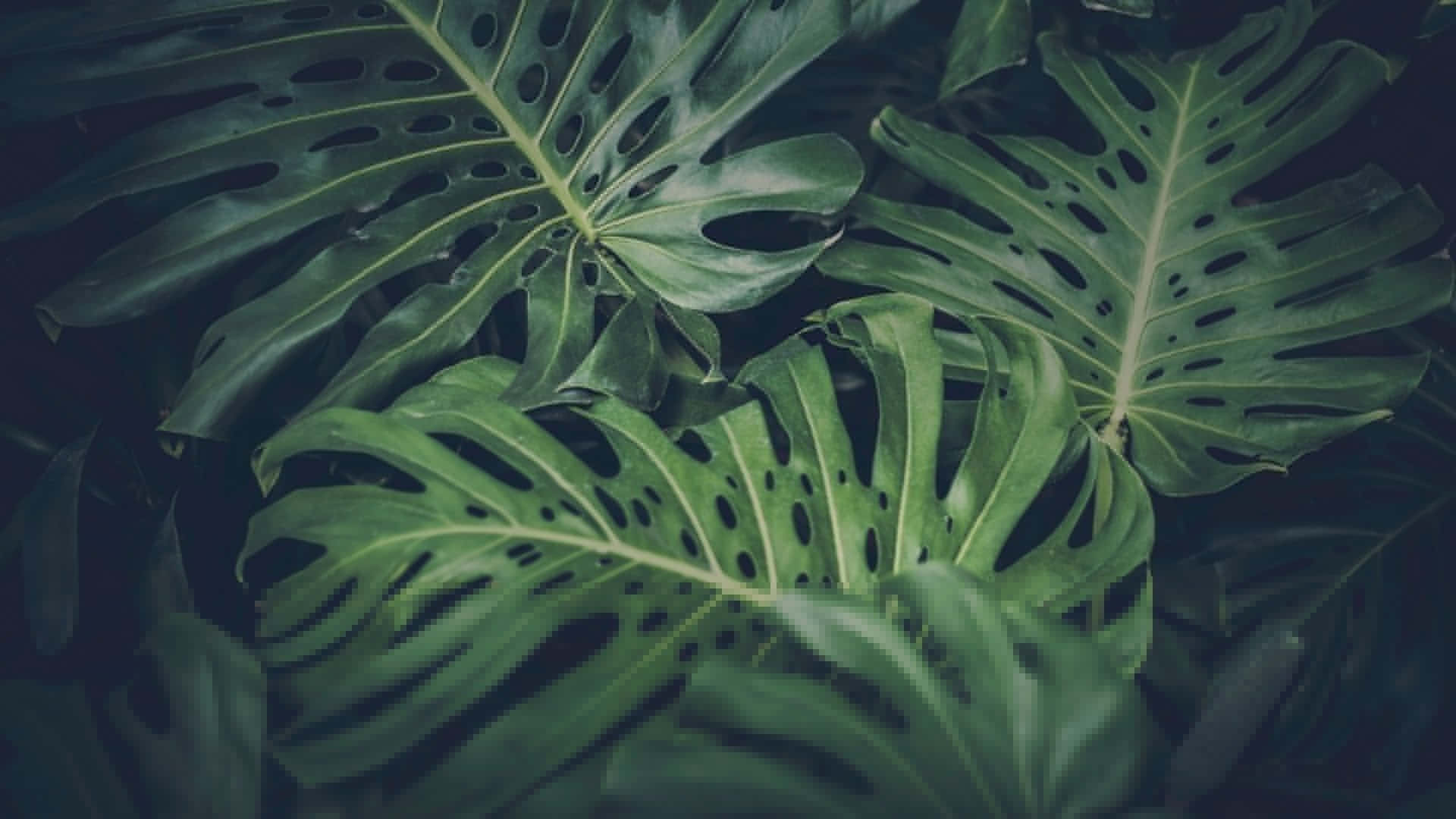 Leaves 桌布 壁紙 — 大型龜背竹葉片帶有天然孔洞，在茂密的綠色熱帶叢林場景中重疊。