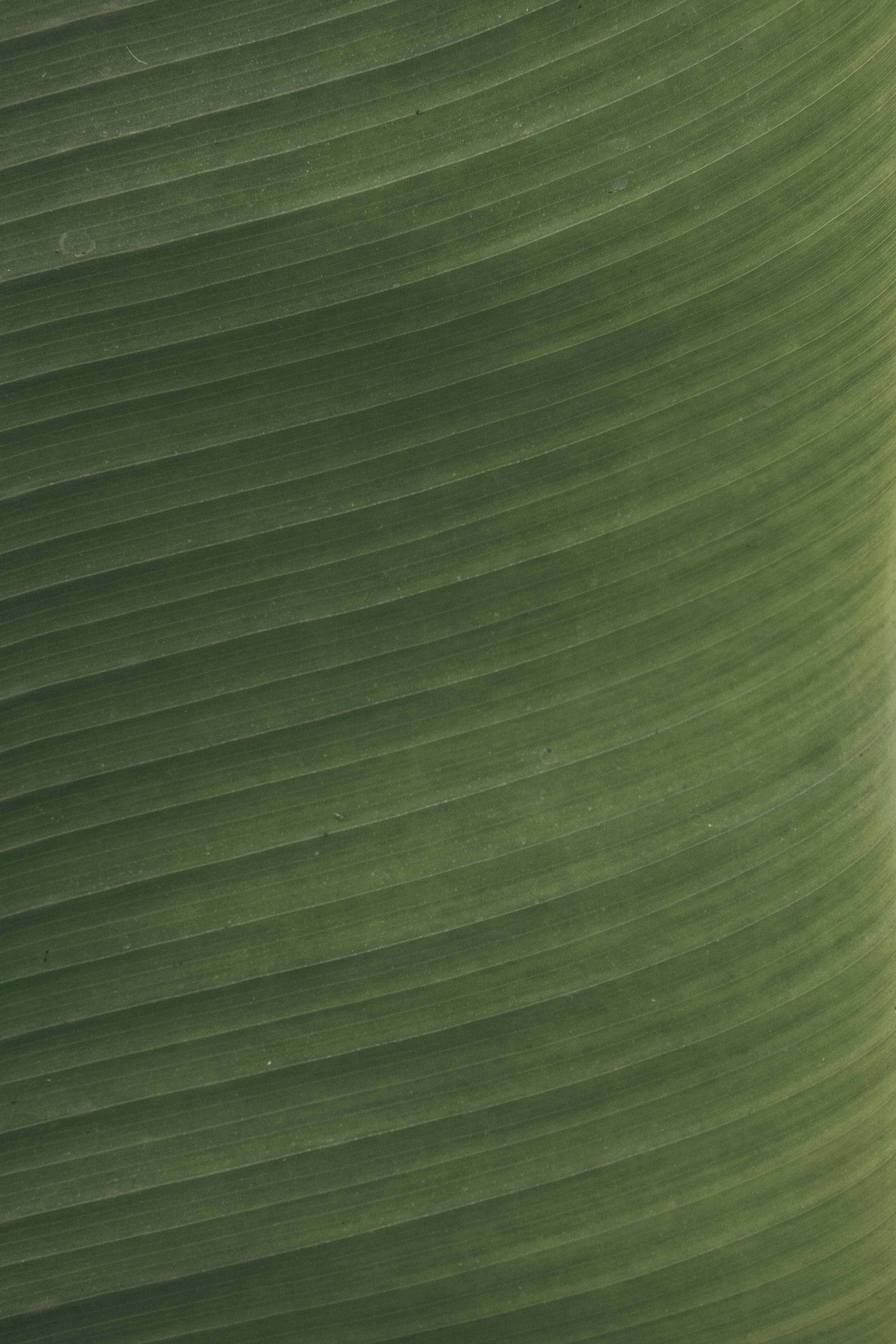 Green Leaf 桌布 壁紙 — 大塊綠色葉子的特寫，葉脈平行，對角線彎曲穿過畫面。