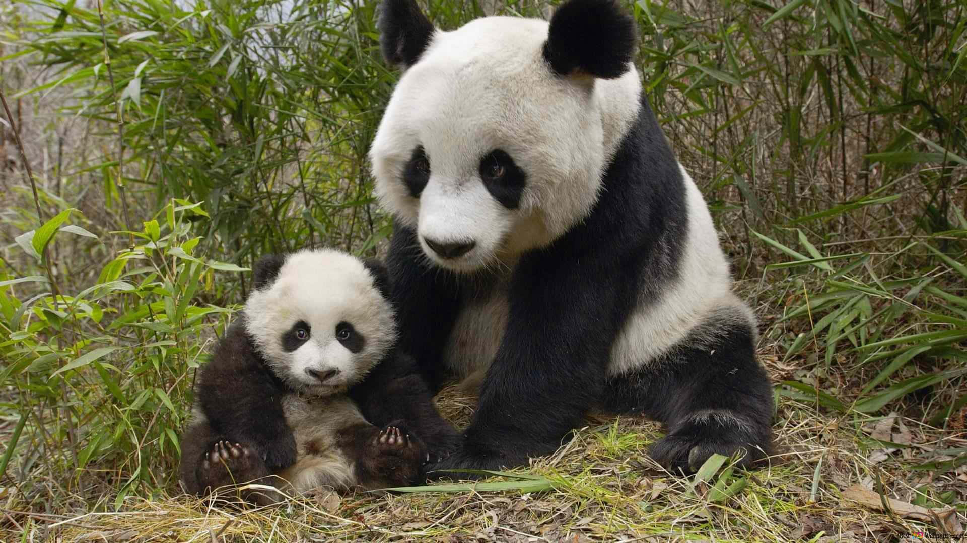 熊貓 桌布 壁紙 — 大熊貓媽媽和她的寶寶一起坐在被綠色樹葉環繞的竹林裡。