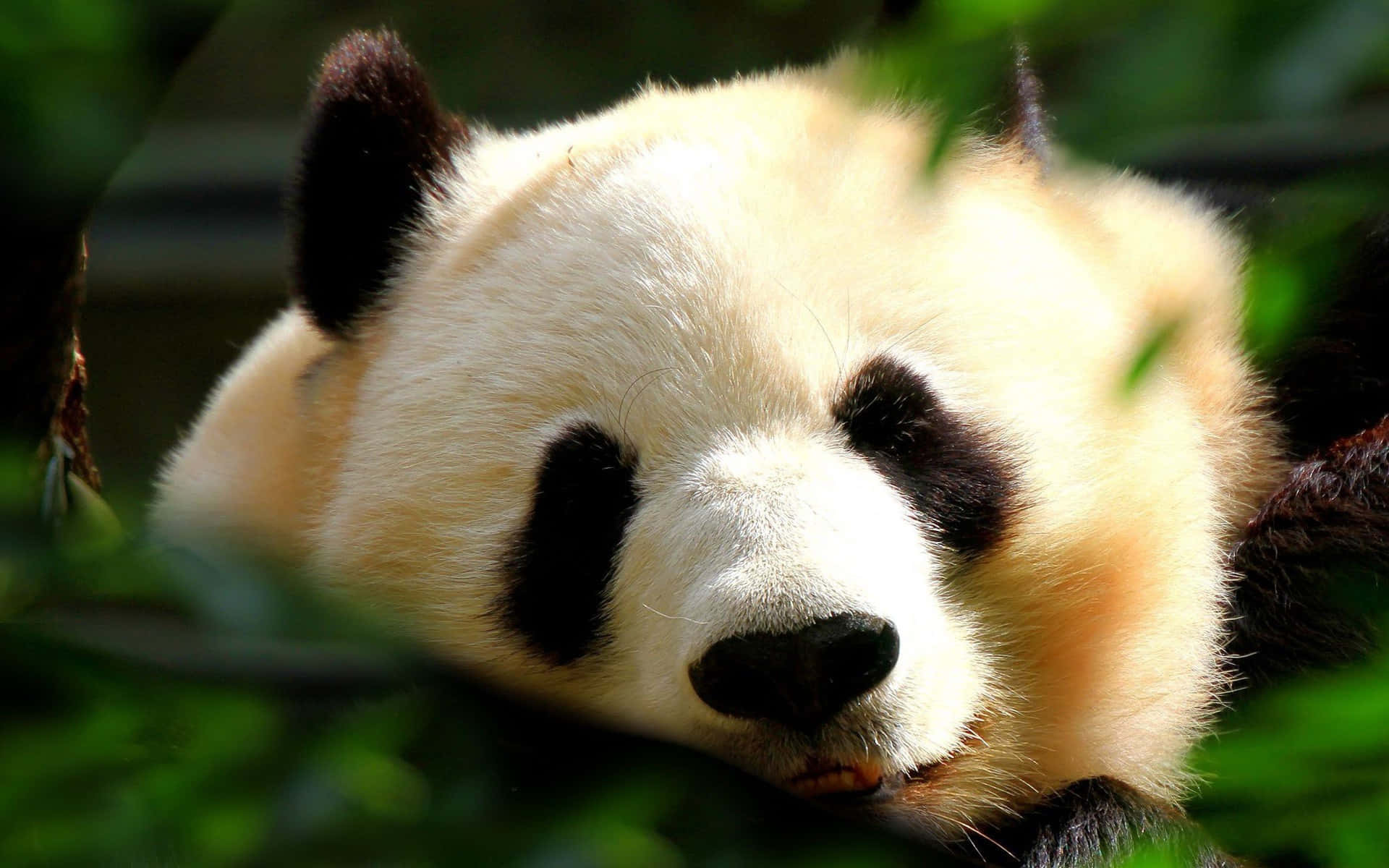 Cute Panda 桌布 壁紙 — 大熊貓的近距離特寫，在茂密的綠色樹葉中平靜地休息，柔和的光線突顯其蓬鬆的毛髮。