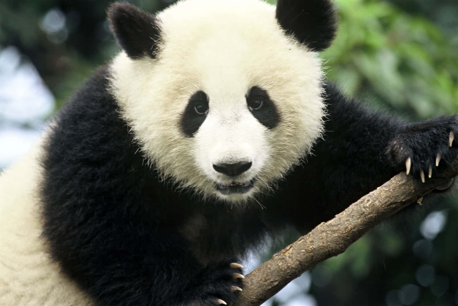 Cute Panda 桌布 壁紙 — 大熊貓的近距離特寫，棲息在樹枝上，背景是茂密的綠色樹葉。