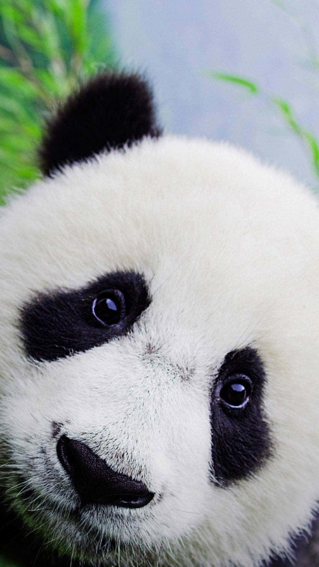 熊貓 桌布 壁紙 — 大熊貓臉部特寫，柔軟白色毛髮，眼睛周圍有黑色斑塊，直視鏡頭。
