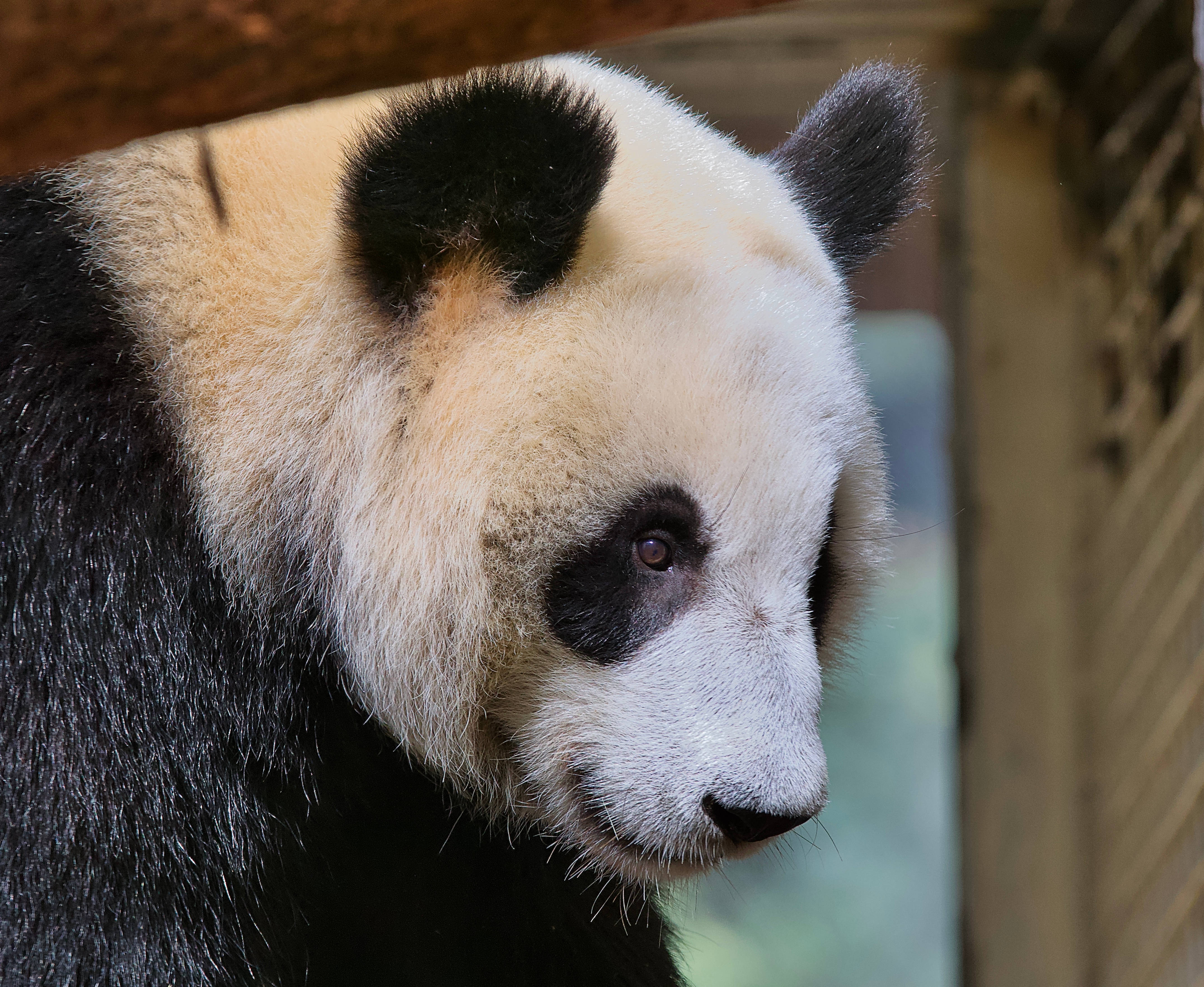 Beautiful Panda 桌布 壁紙 — 大熊貓黑白毛髮的寧靜臉部特寫，從木樑後方若有所思地凝視。