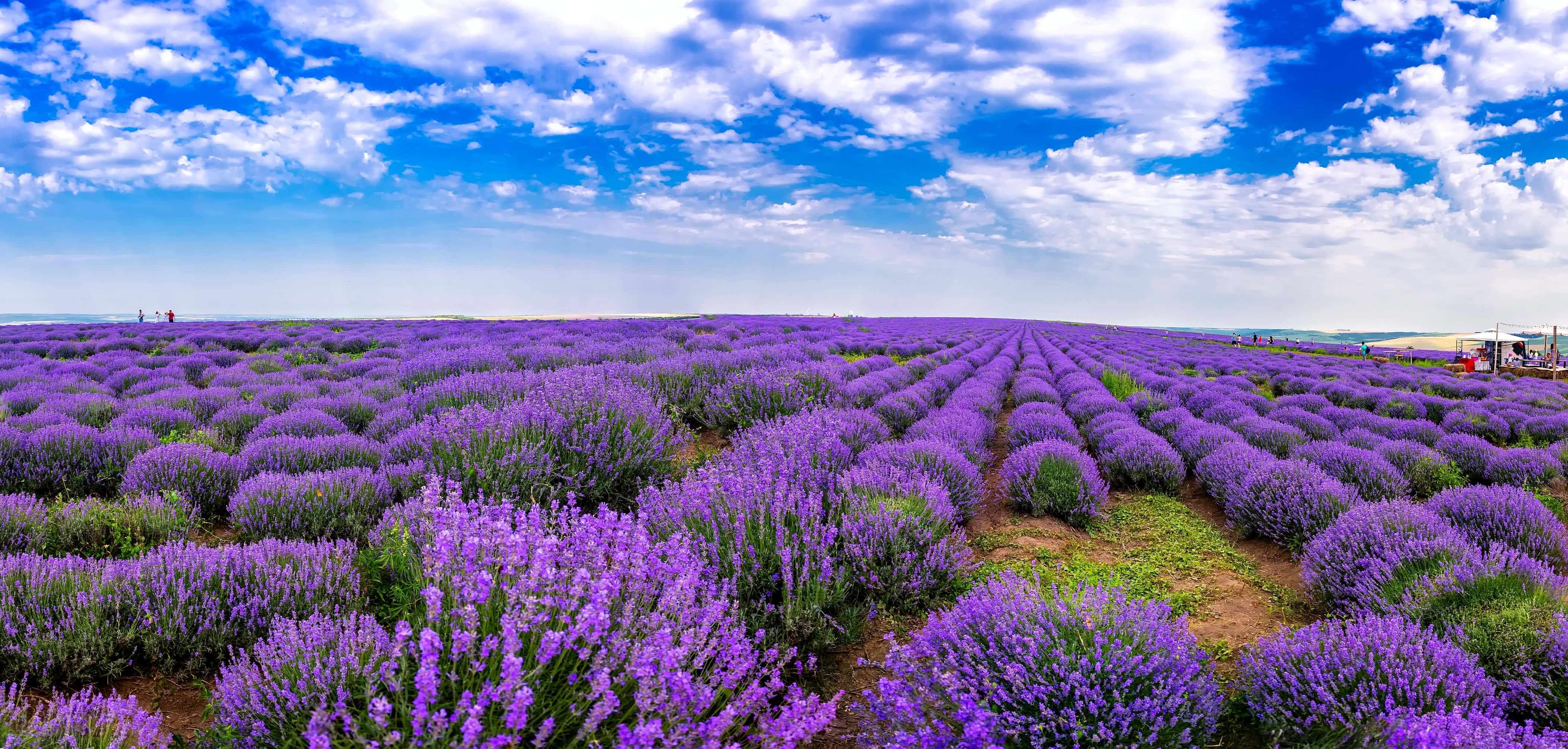 Lavender Field 桌布 壁紙 — 大片盛開的薰衣草田在明亮的藍天下延伸，點綴著蓬鬆的白雲。