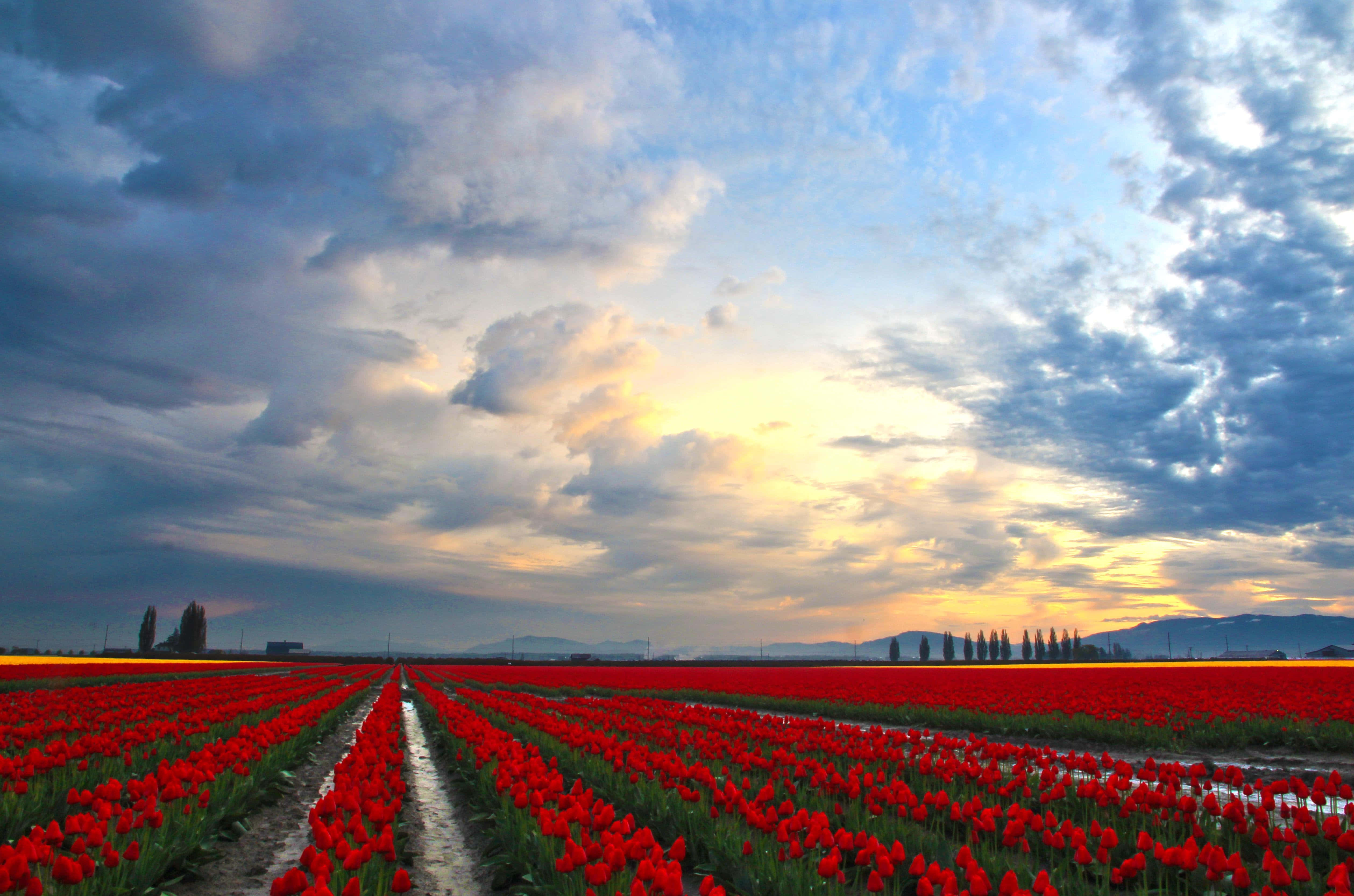 Tulip Field 桌布 壁紙 — 大片鮮紅色的鬱金香花田向著戲劇性的日落天空延伸，天空中有金色的雲彩和遠山。