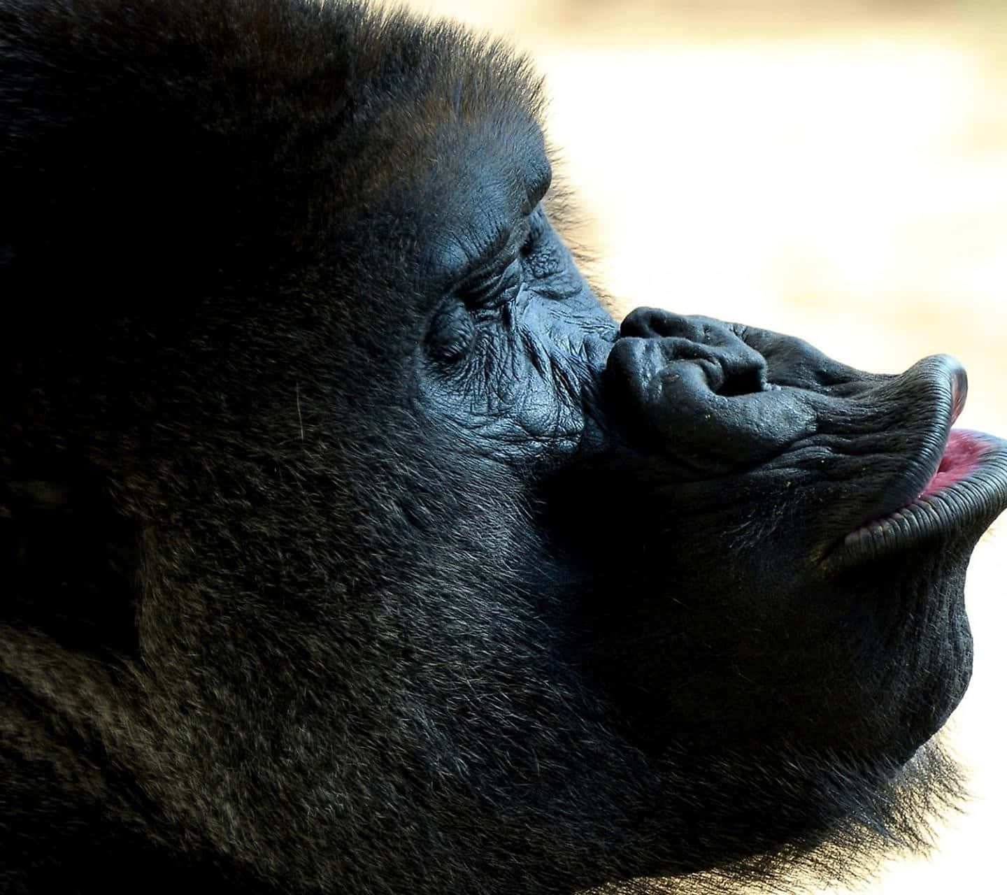 Cute Gorilla 桌布 壁紙 — 大猩猩側面特寫，帶有紋理的黑色毛髮和柔和光線突顯其沉思表情。