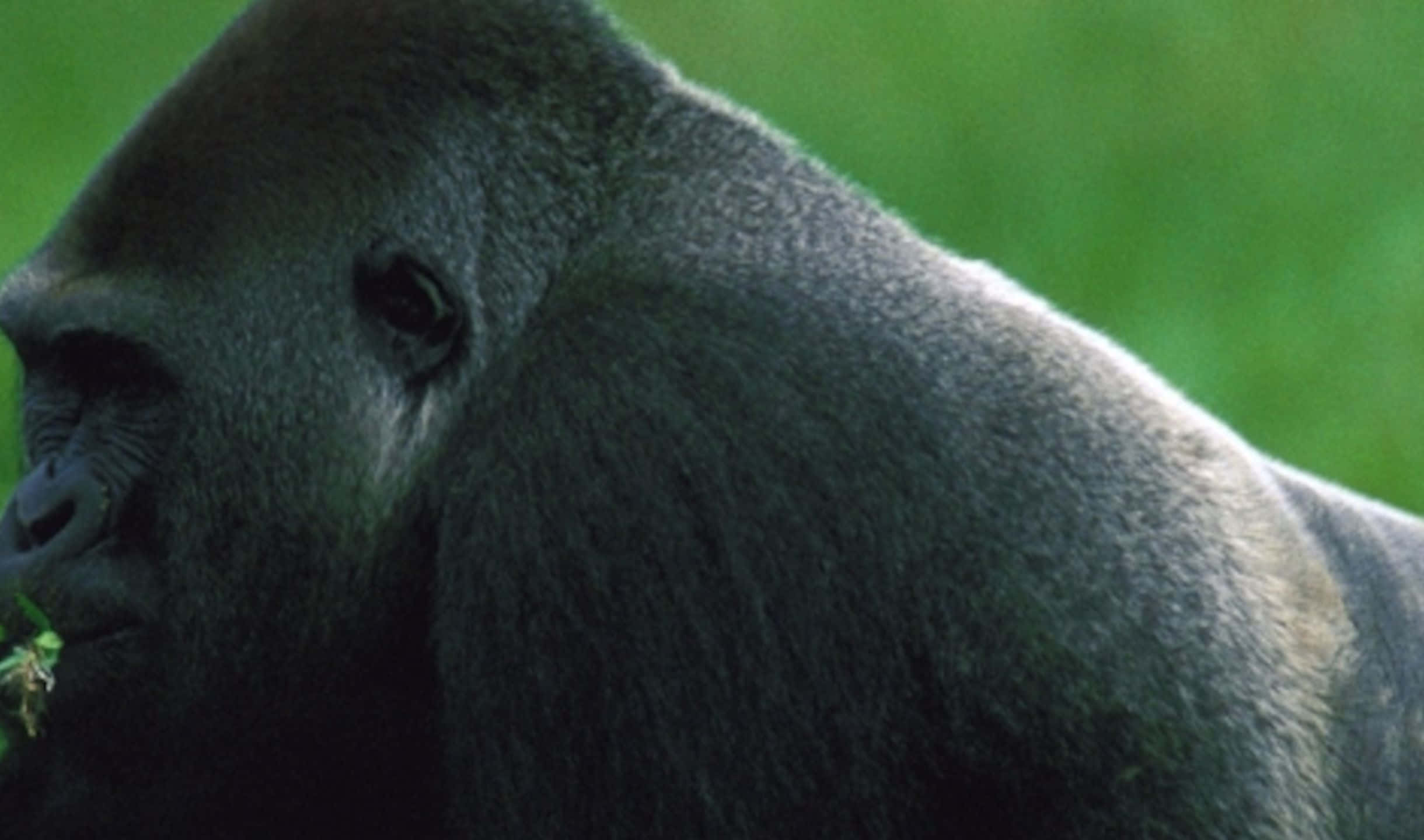 2440x1440 Gorilla 桌布 壁紙 — 大猩猩側面特寫，背景為柔和綠色，展現紋理分明的毛髮和冷靜的表情。
