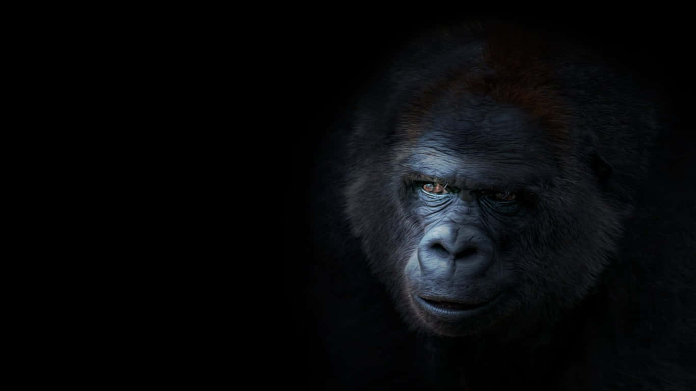 1366x768 Gorilla 桌布 壁紙 — 大猩猩在黑暗中發光的眼睛的強烈面孔特寫。