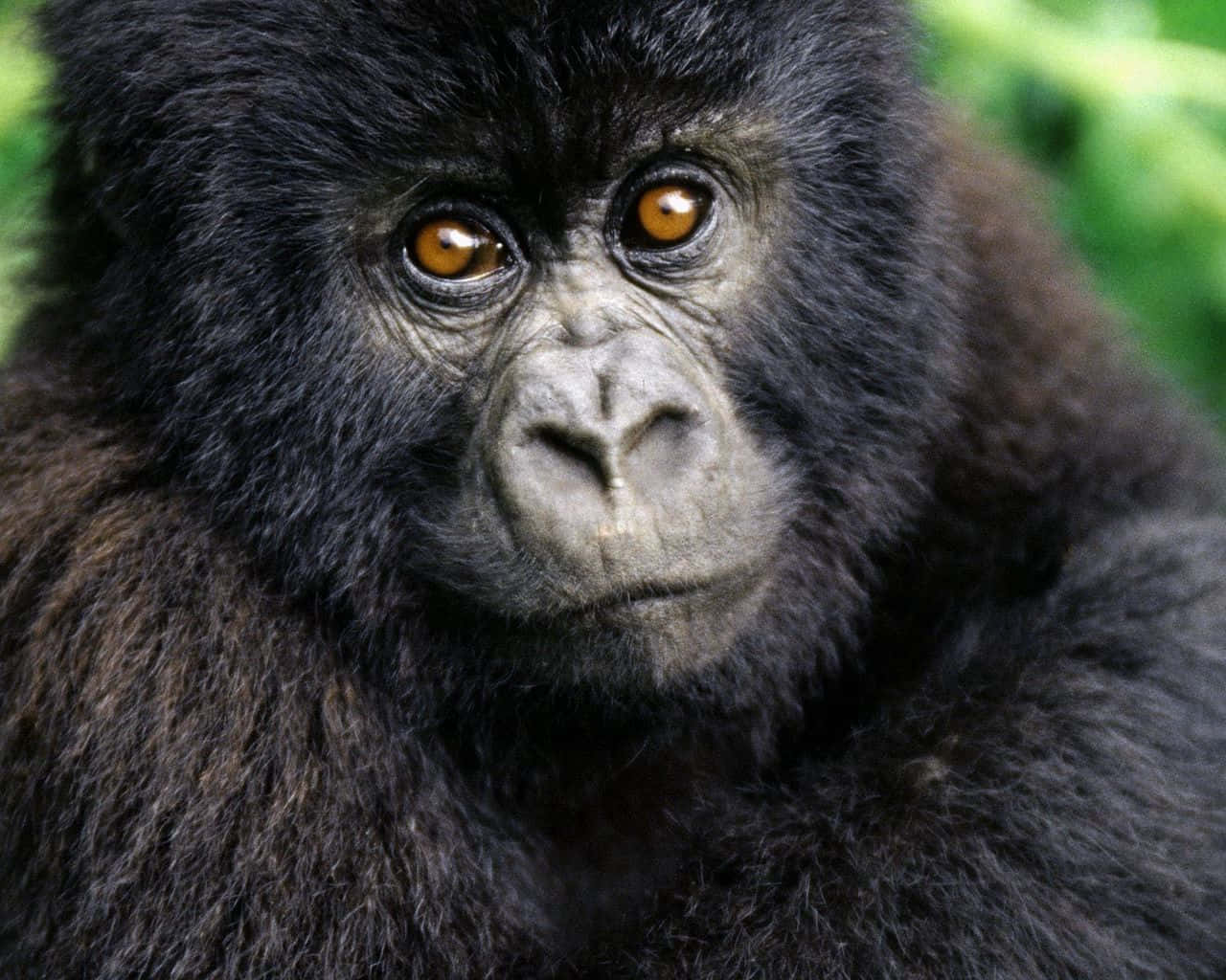 Cute Gorilla 桌布 壁紙 — 大猩猩強烈的琥珀色眼睛和紋理分明的黑色毛髮，以柔和的綠色背景為襯托的特寫。