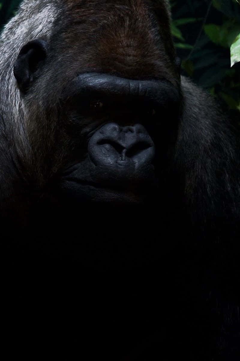 Gorilla 桌布 壁紙 — 大猩猩強烈面孔的特寫，在陰影中照亮，背景是黑暗的叢林。