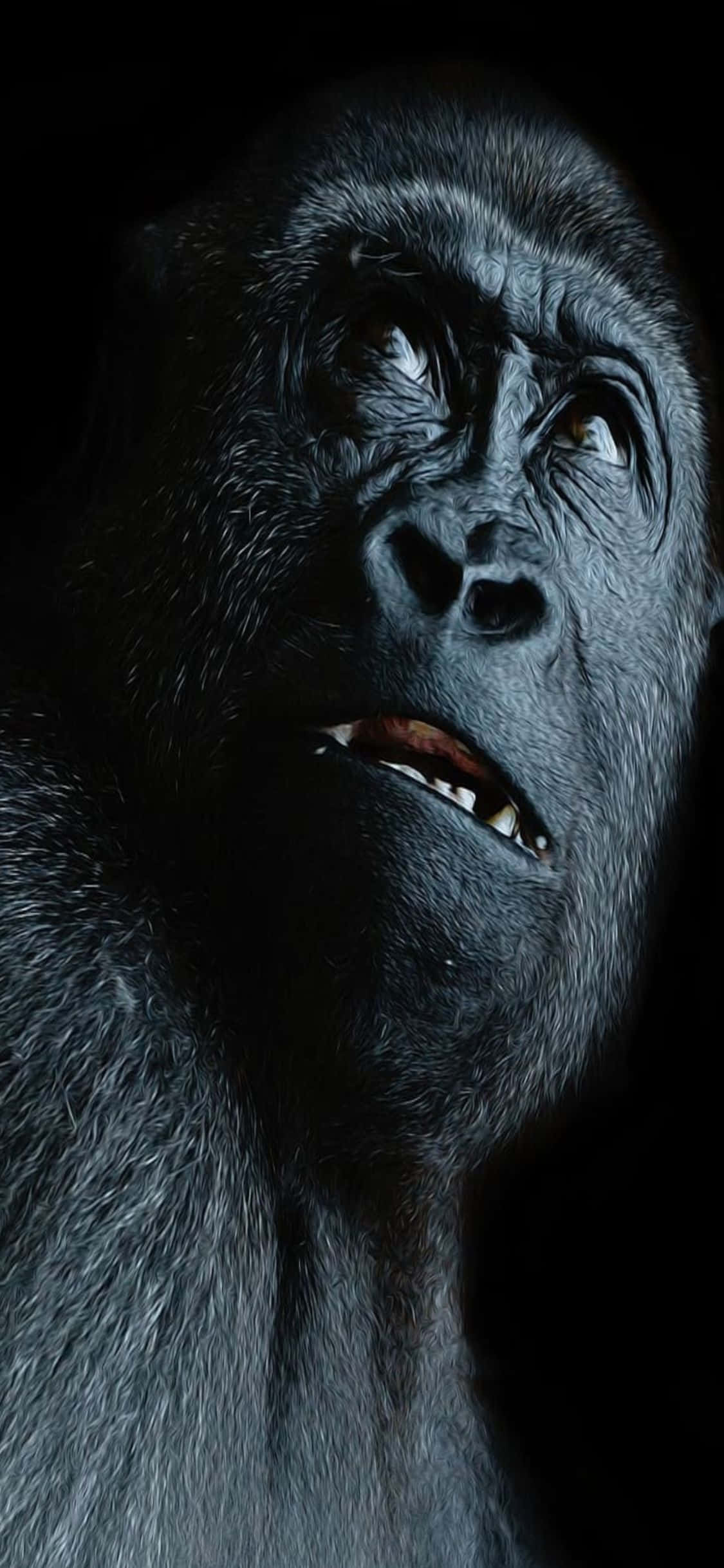 iPhone X Gorilla 桌布 壁紙 — 大猩猩強烈面孔的特寫，在黑色背景上照亮，眼睛睜大，嘴巴微張。