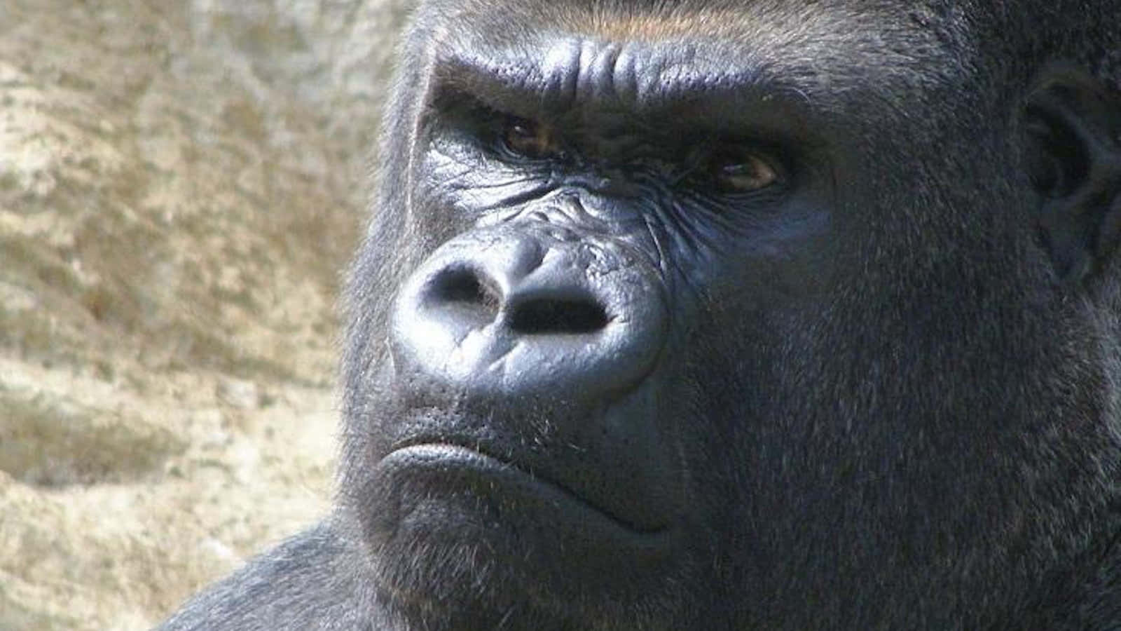 Ape 桌布 壁紙 — 大猩猩強烈面孔的特寫，帶有深深的皺紋和深色眼睛，背景是模糊的岩石。