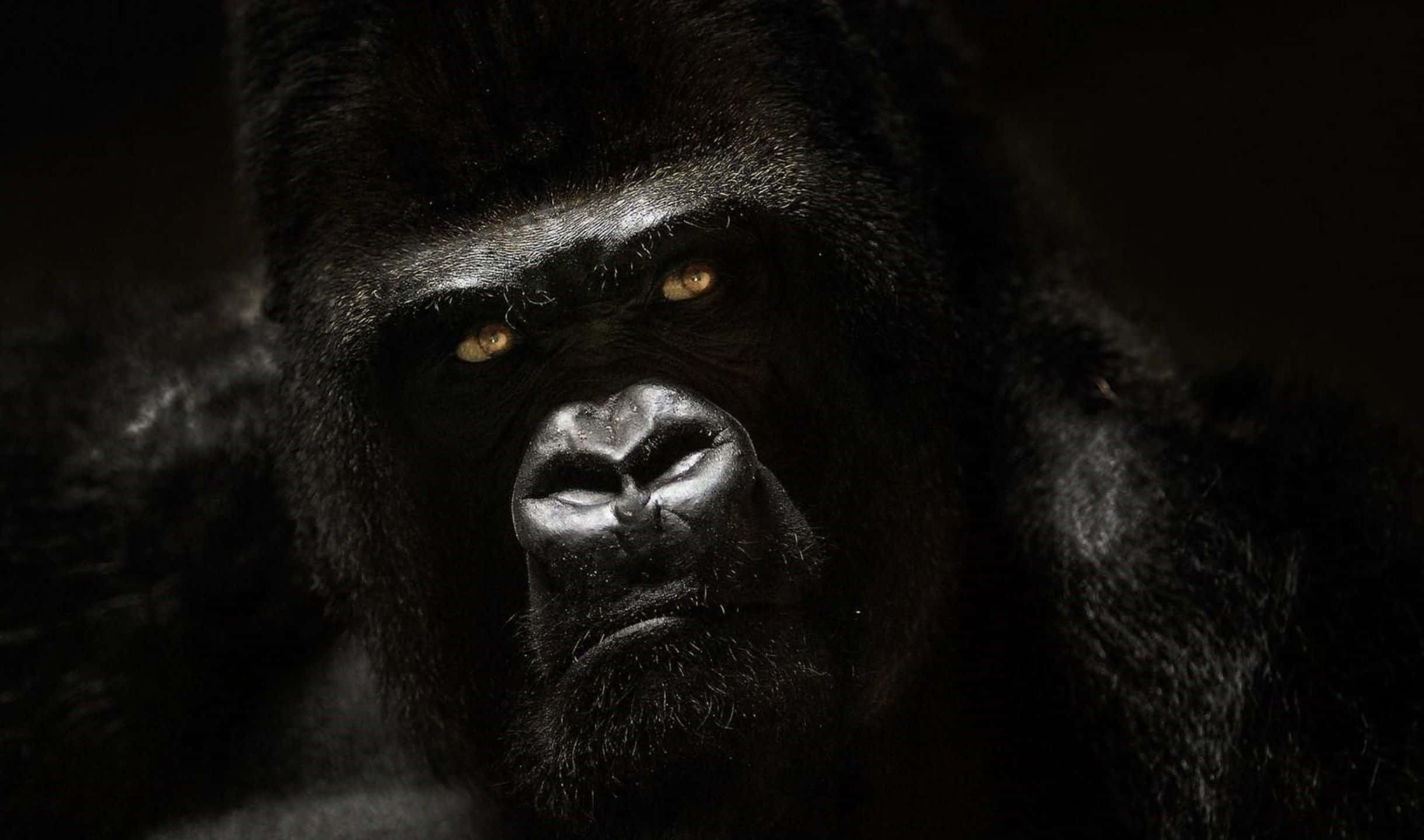 2440x1440 Gorilla 桌布 壁紙 — 大猩猩強烈面孔的特寫，琥珀色眼睛在黑暗背景中發光。