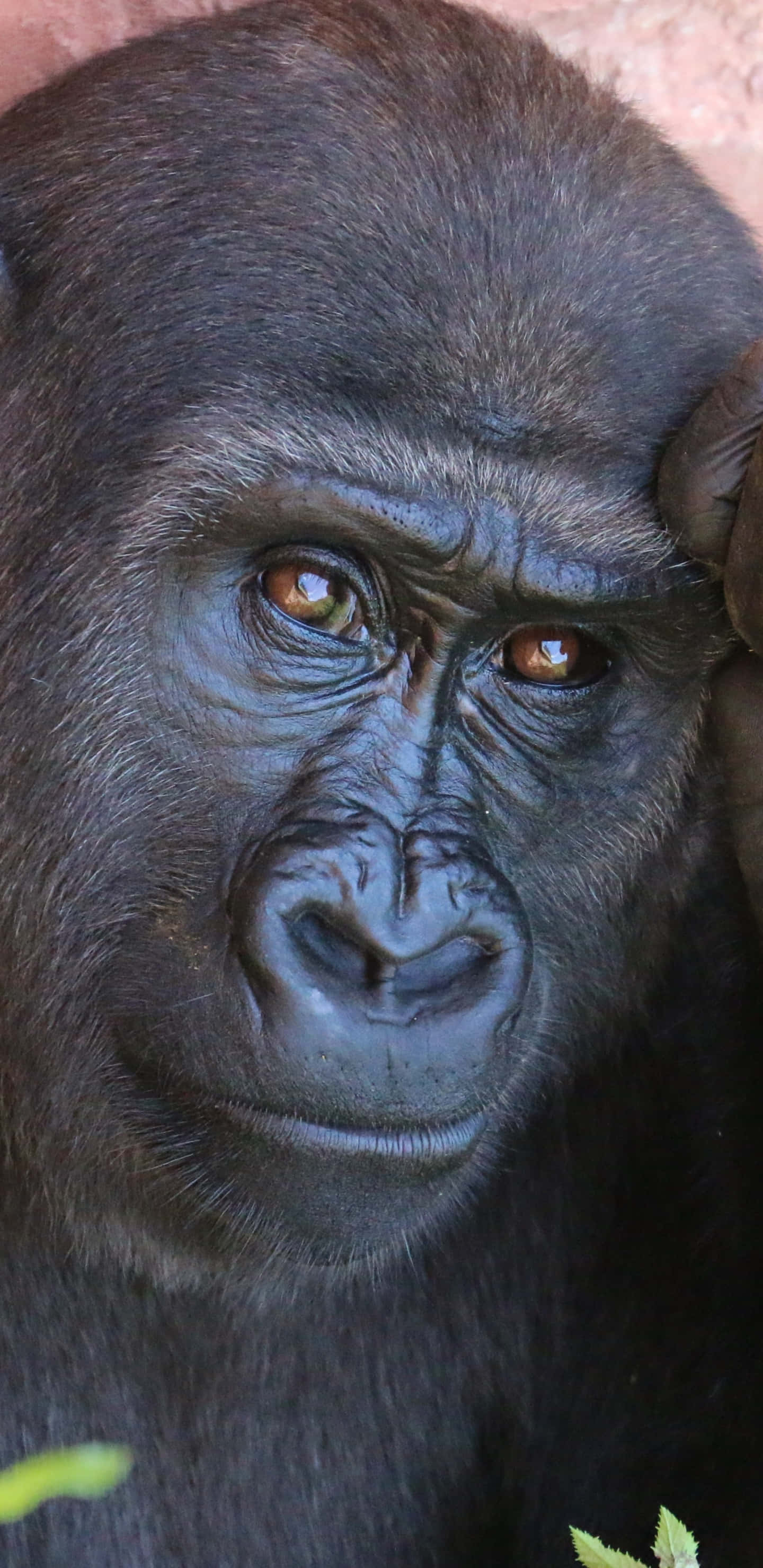 Pixel 3xl Gorilla 桌布 壁紙 — 大猩猩強烈面部的特寫，深棕色眼睛和深色毛髮，背景是模糊的土色調。