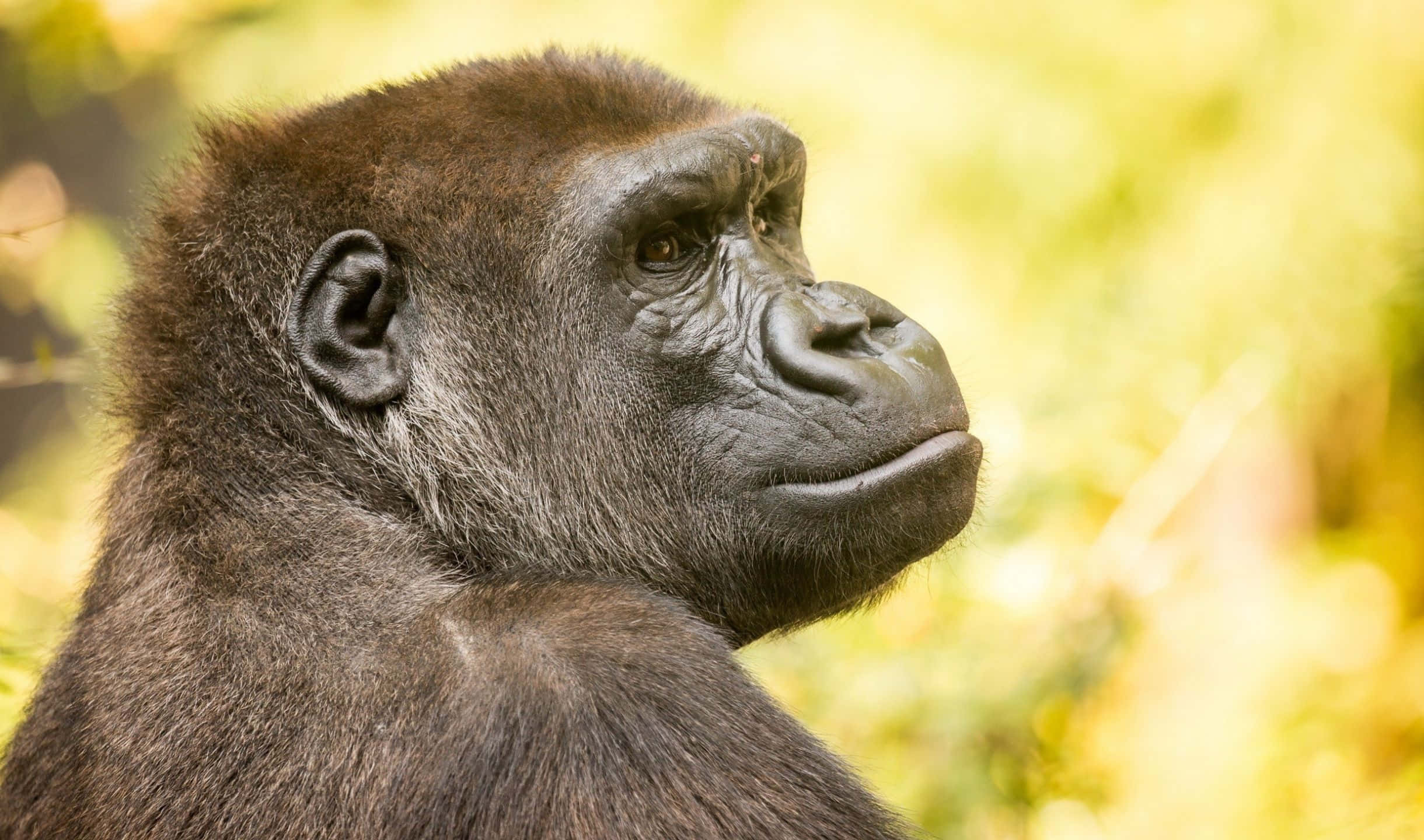2440x1440 Gorilla 桌布 壁紙 — 大猩猩沉思面孔的特寫肖像，背景是柔和的黃綠色模糊森林。