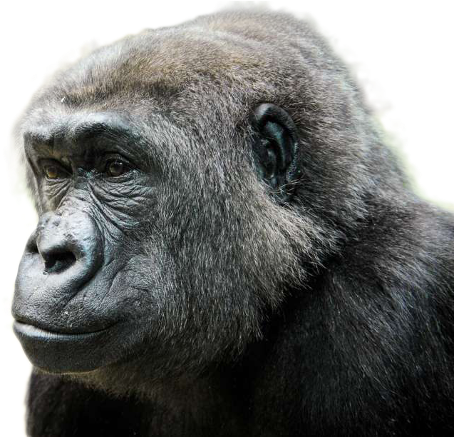 Gorilla 桌布 壁紙 — 大猩猩的特寫肖像，帶有紋理的深色毛髮和強烈的凝視，背景為 stark 黑色。