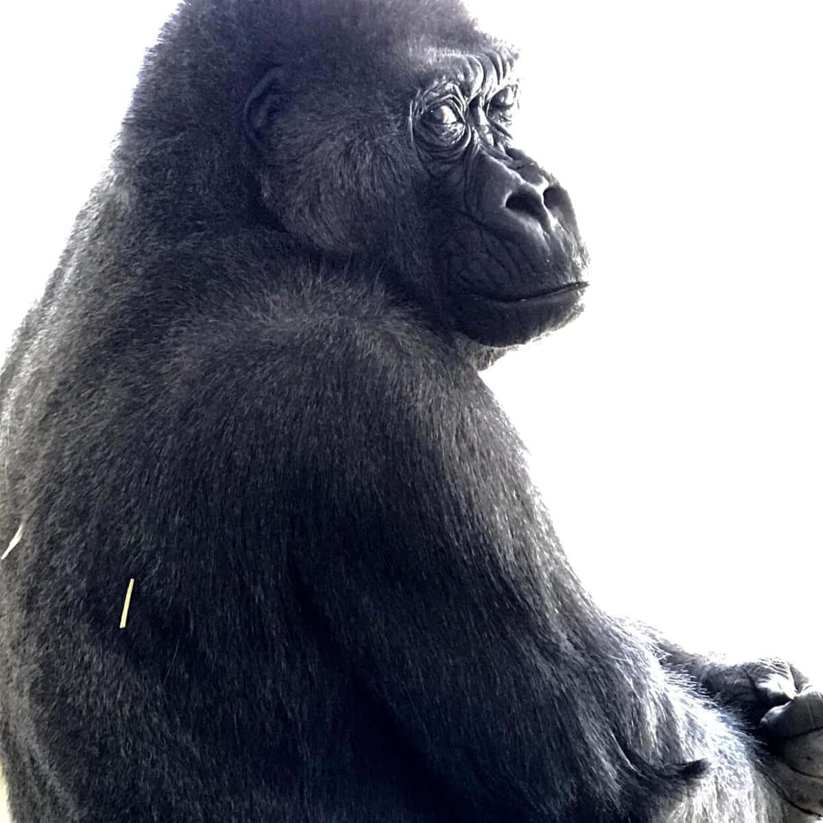 Cute Gorilla 桌布 壁紙 — 大猩猩莊嚴的臉龐和濃密的毛髮在純白背景上的特寫。