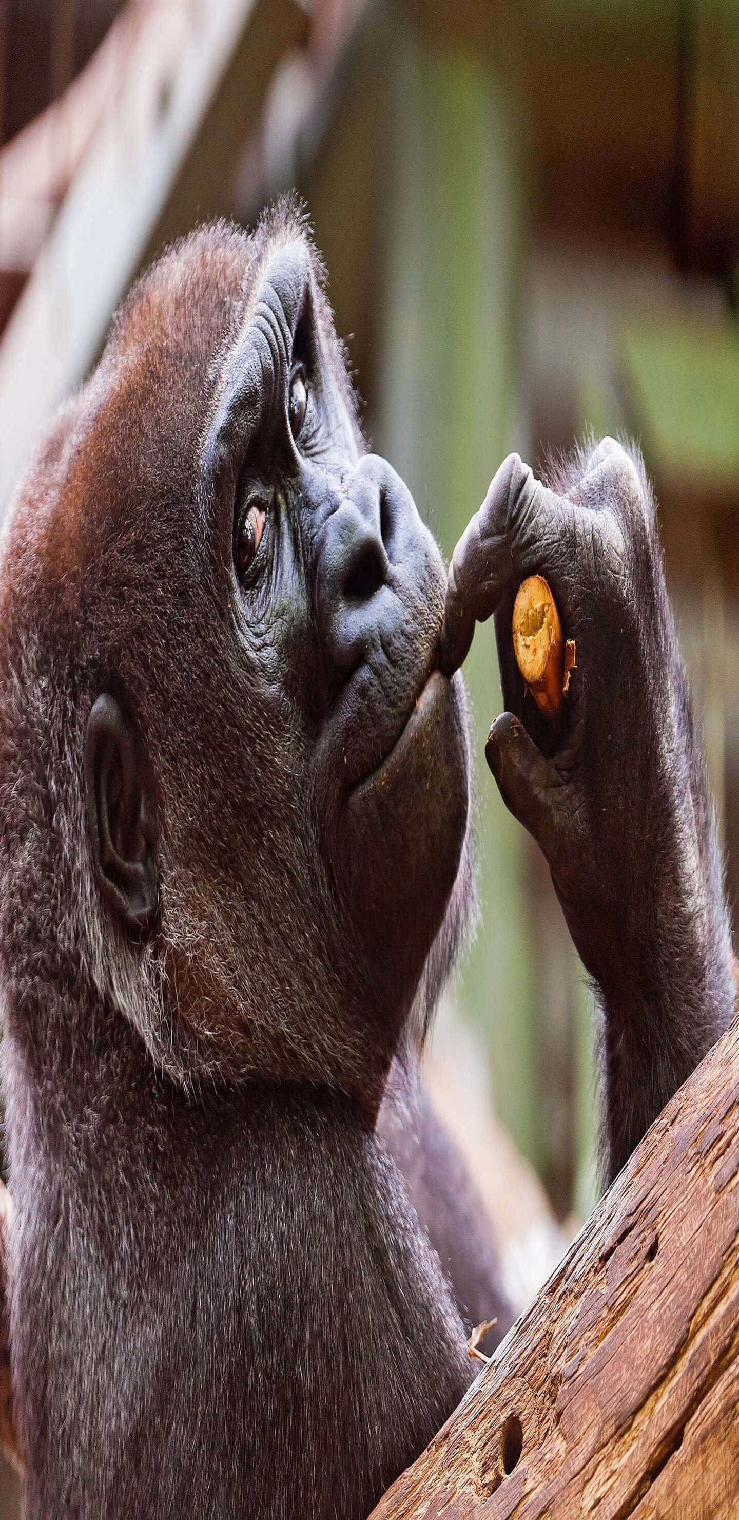 Pixel 3xl Gorilla 桌布 壁紙 — 大猩猩輕輕握住並仔細檢查一個小橙色水果的特寫，神情專注。