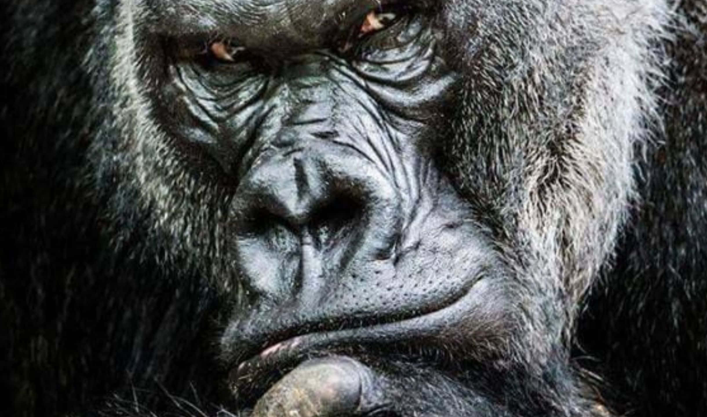 2440x1440 Gorilla 桌布 壁紙 — 大猩猩面部特寫，表情強烈，有深深的皺紋和深色毛髮，在柔和光線下。