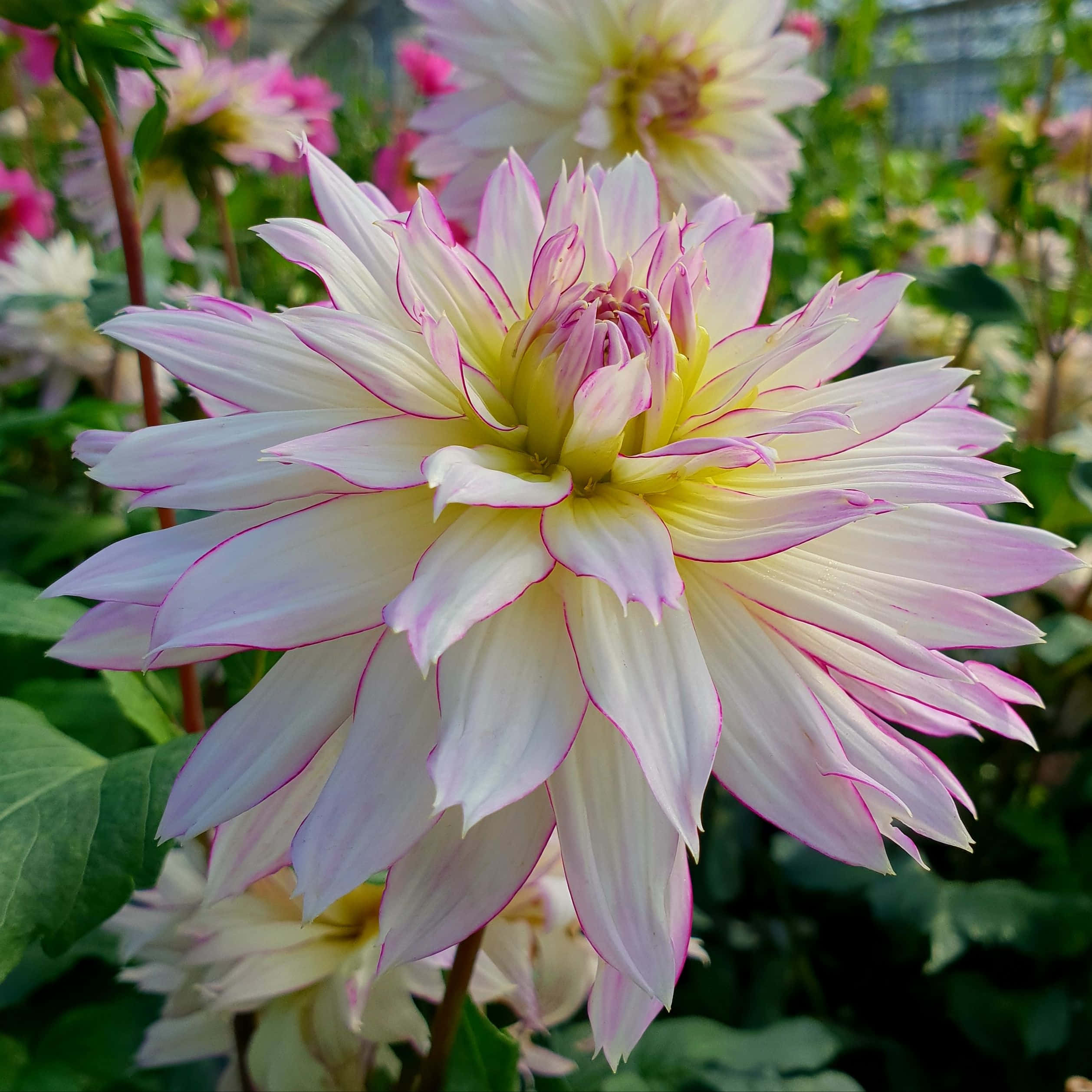 大理花「銀百合」－一種大理花 壁紙