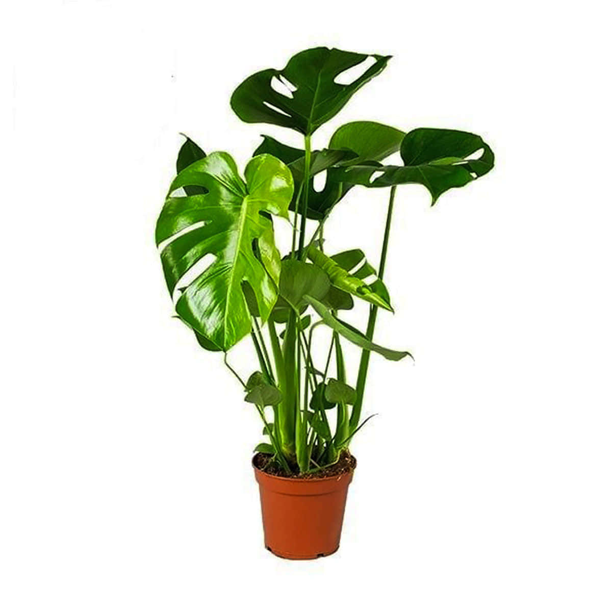 大盆龜背芋植物 壁紙
