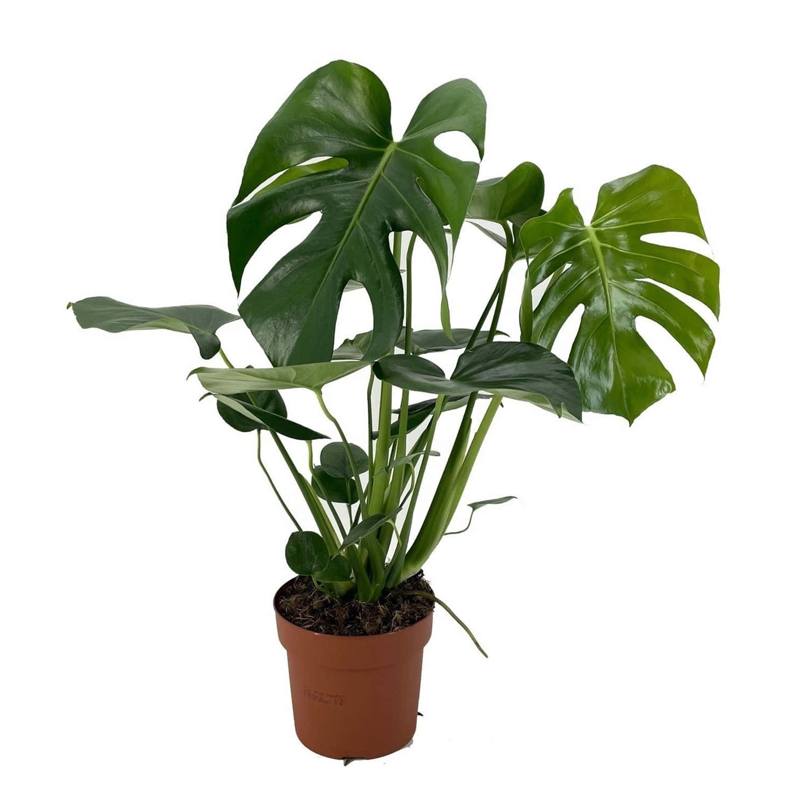 大盆龜背芋植物 壁紙
